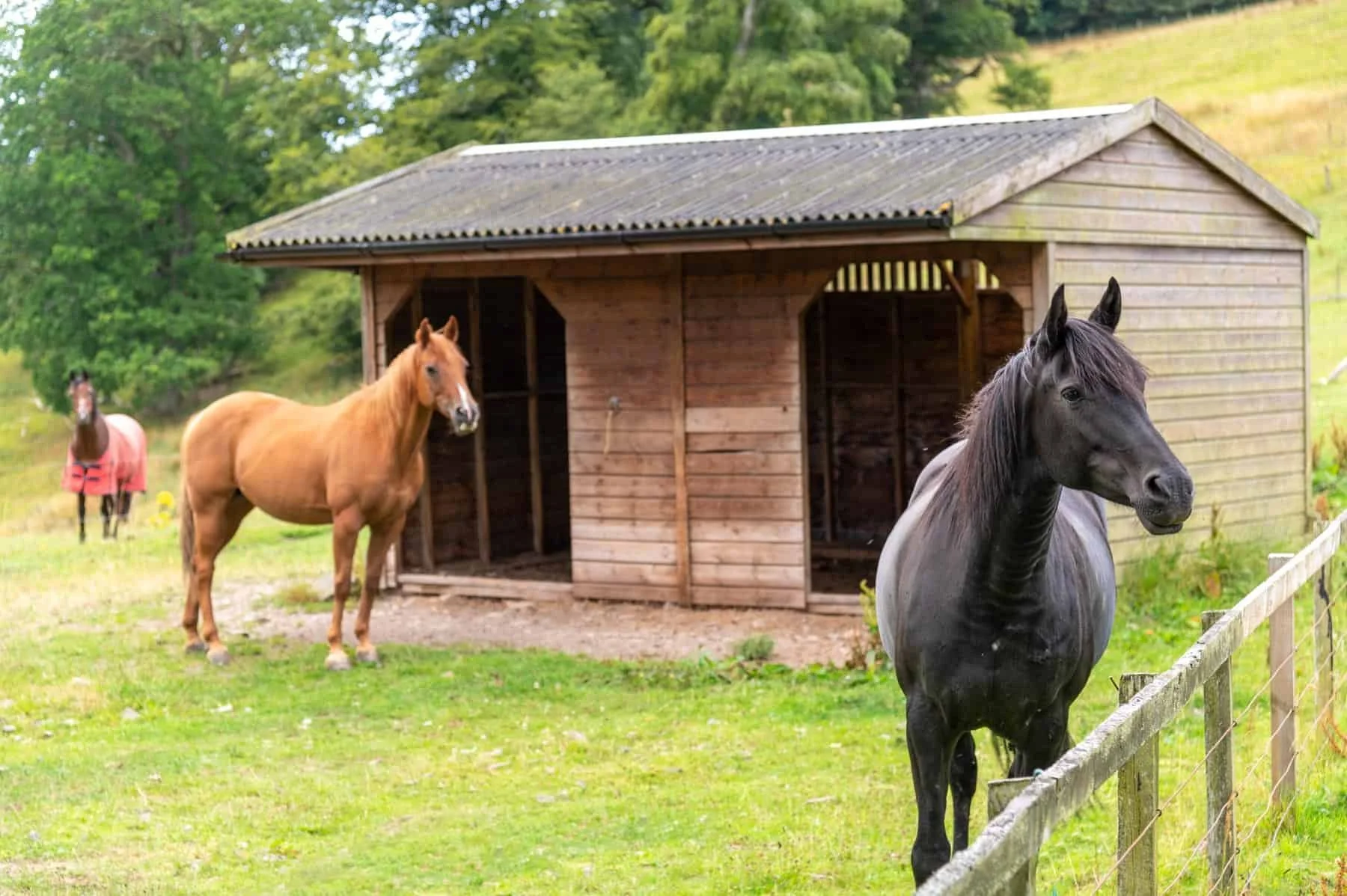 Three horses standing near a wooden horse shelter in a green pasture with trees in the background.