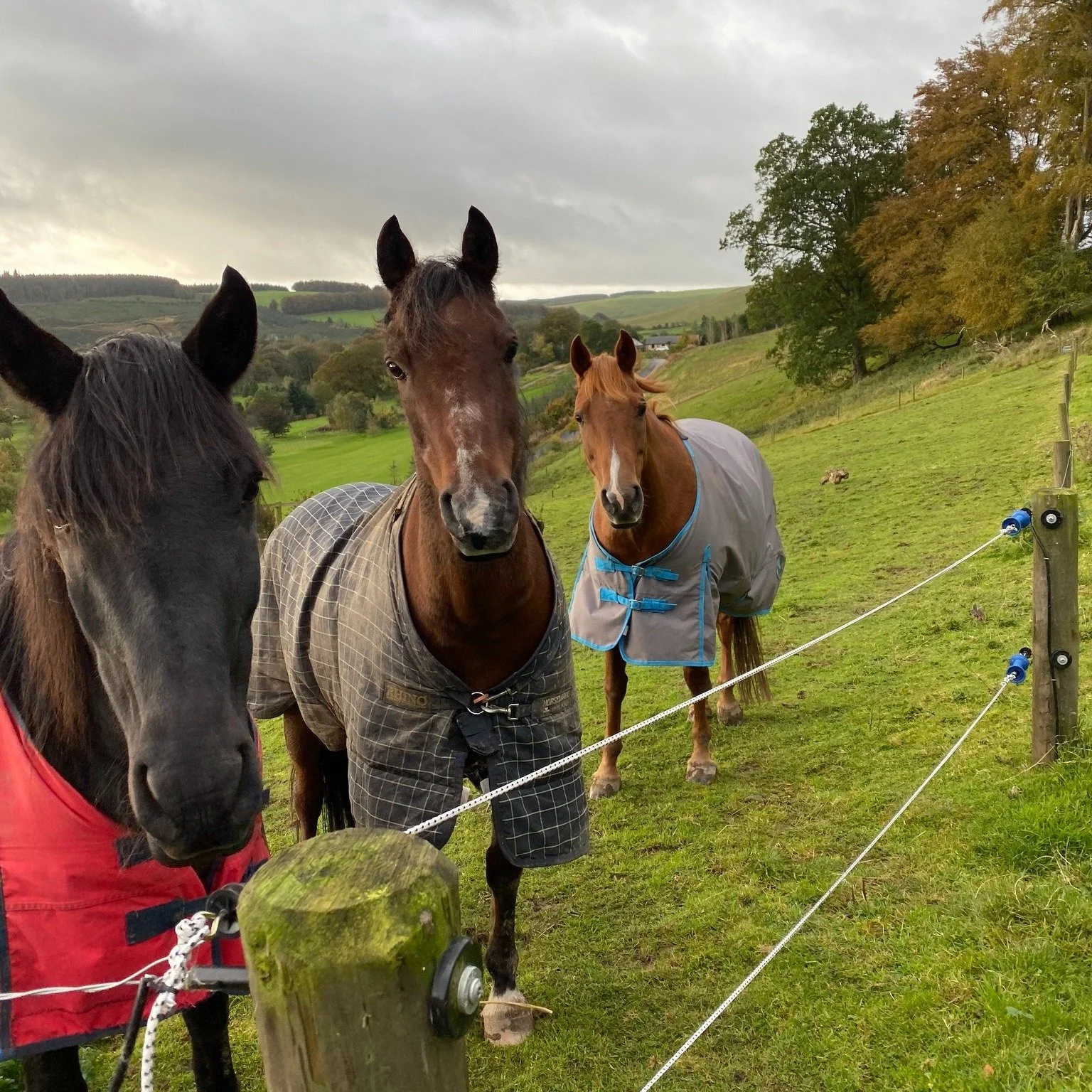 Self Employed Yard Manager/Groom Ashkirk

Based at a private yard, the Yard Manager is responsible for the care and exercising of 3 horses, scheduling and attending farrier, physio and vet appointments as needed. In addition to riding, equine physio,