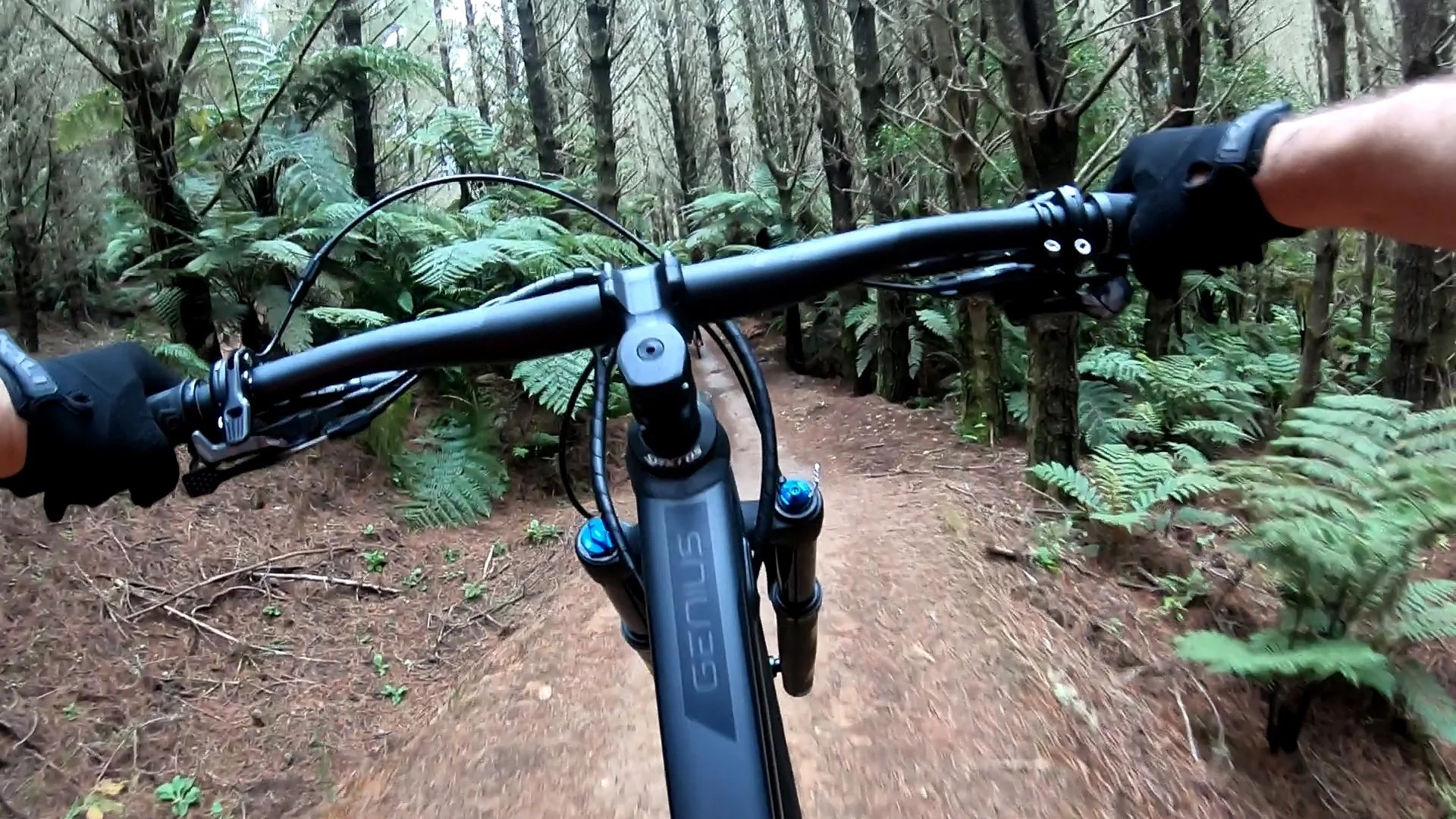 A person riding a bicycle on a narrow dirt trail through a dense forest with tall trees and green foliage.