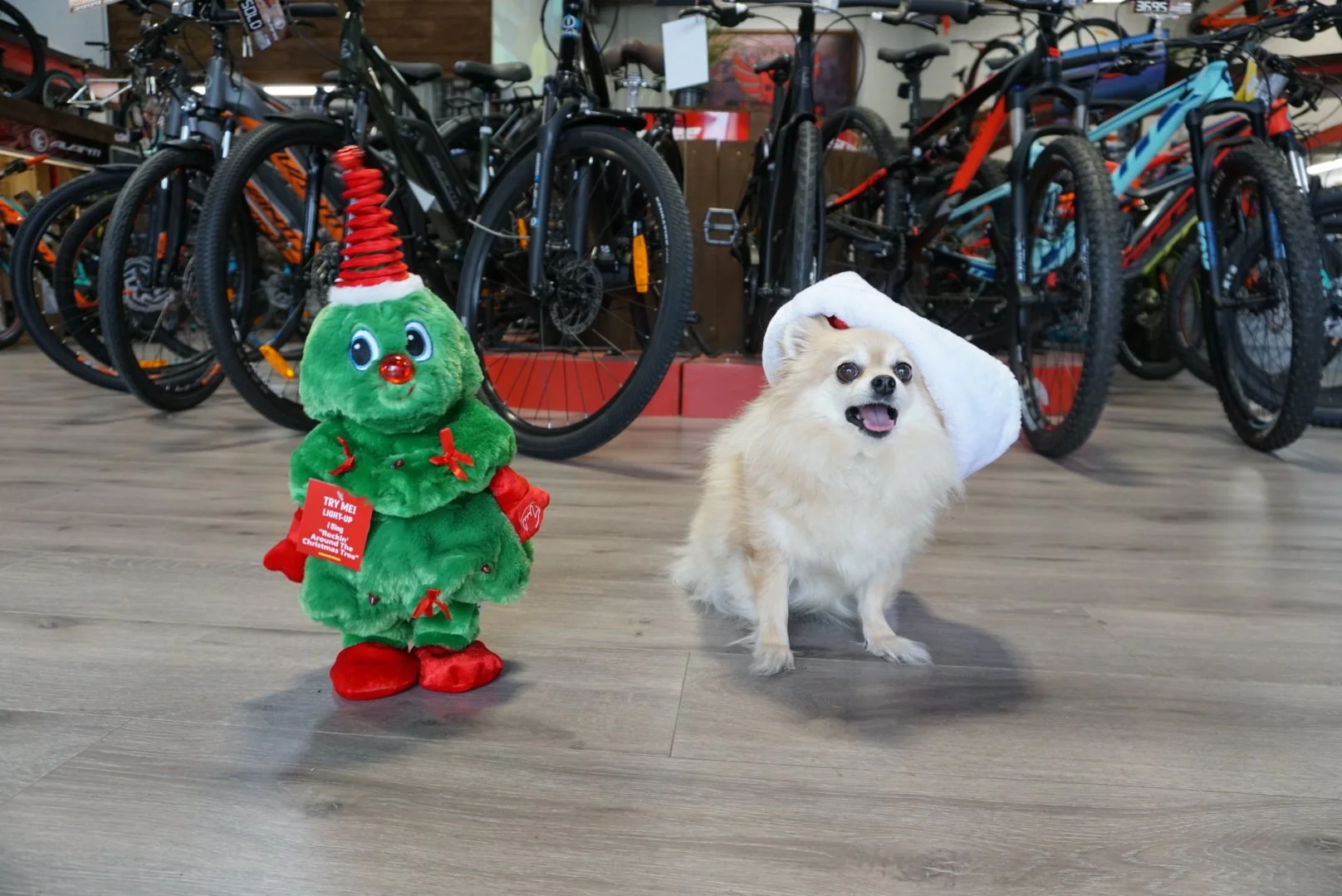 A small dog with a white fluffy coat wearing a white Santa hat, standing on a wooden floor inside a bicycle shop. Next to the dog is a green plush Christmas tree with a smiling face, red nose, red shoes, and a red tag that says 'TRY ME! LIGHT UP 1 BI