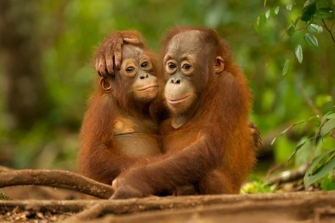 Orangutans, the symbolic animal representing Sabah.