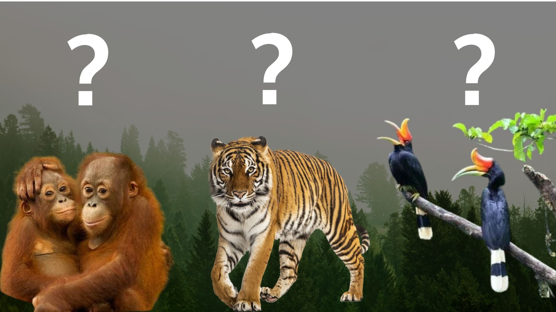 Comparison among the 3 MM2H programs offer by Malaysia. Federal MM2H, Sabah MM2H and Sarawak S-MM2H.
The Malayan Tiger represent Federal MM2H, Orangutan represent Sabah Mm2H and the Hornbill (Kenyalang) representing Sarawak S-MM2H