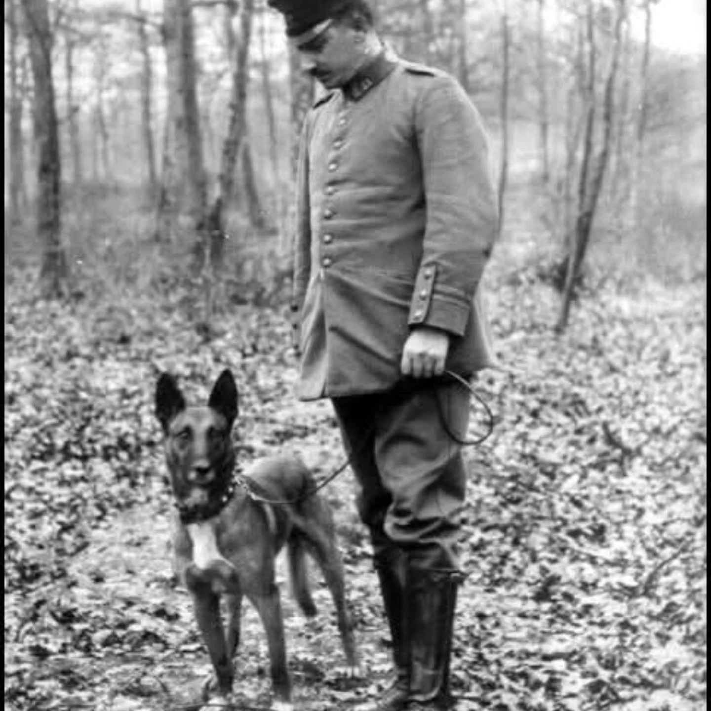 Malinois History:

A very informative article from which we learn that, besides all the other problems faced by dog owners in Belgium during World War 1, such as the lack of food for their dogs and themselves, that it was a German officer surnamed Ta