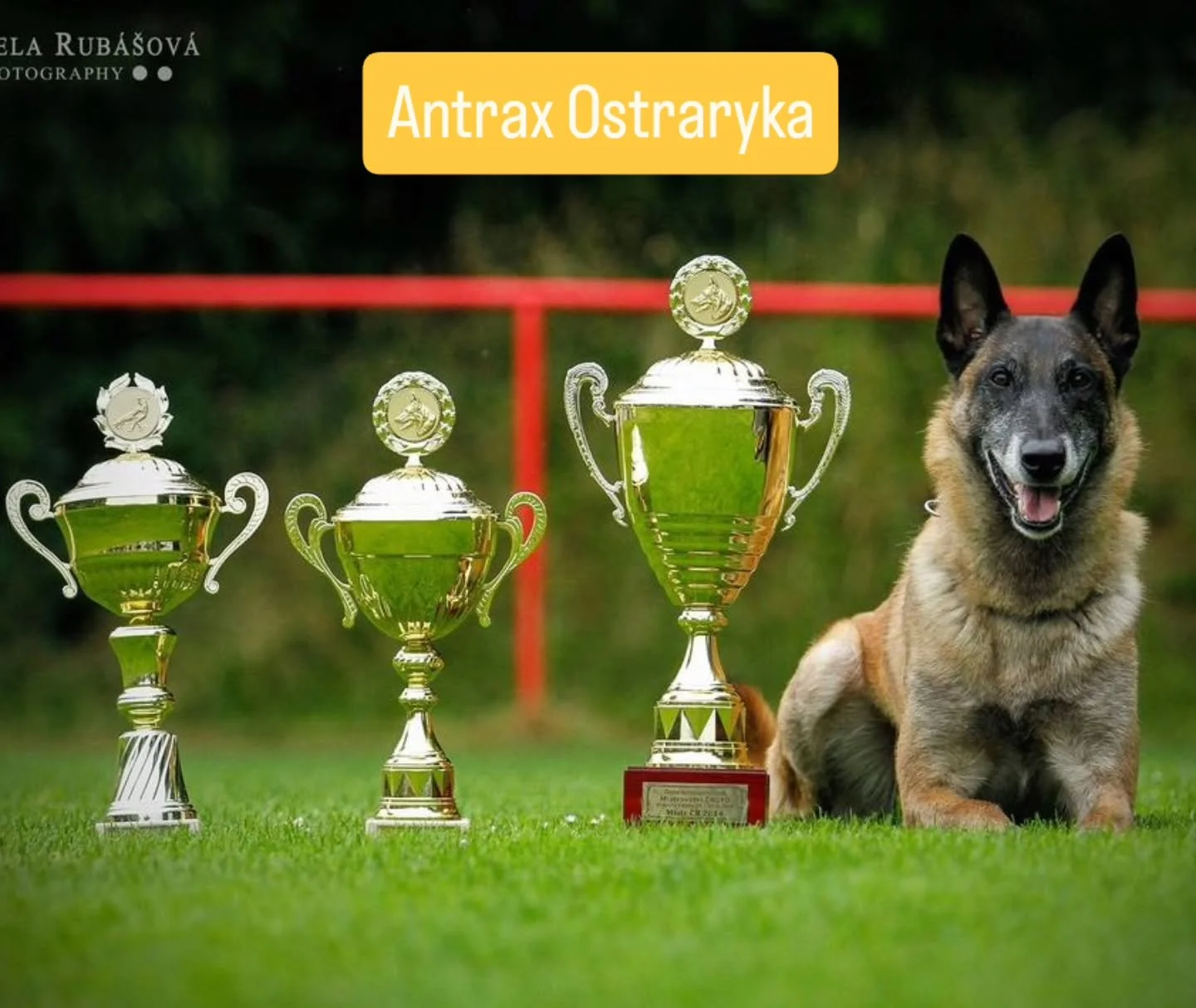 Antrax Ostraryka

https://www.working-dog.com/dogs-details/927188/Antrax-Ostraryka

Antrax features in Lulus pedigree, he is a dog that is owned by a very experienced trainer in Czech Republic, Martin Plechacek. Together they achieved some phenomenal