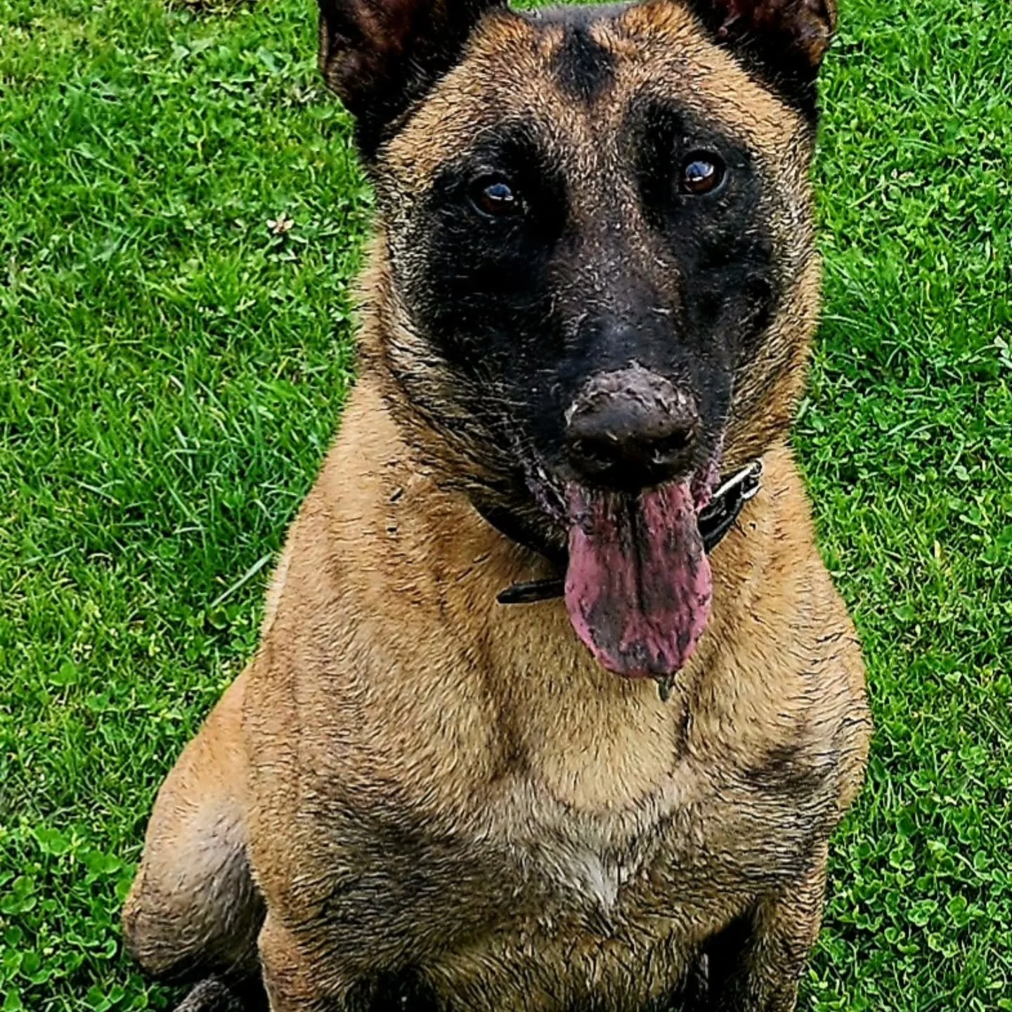 Lulu, 3 years 3 months.