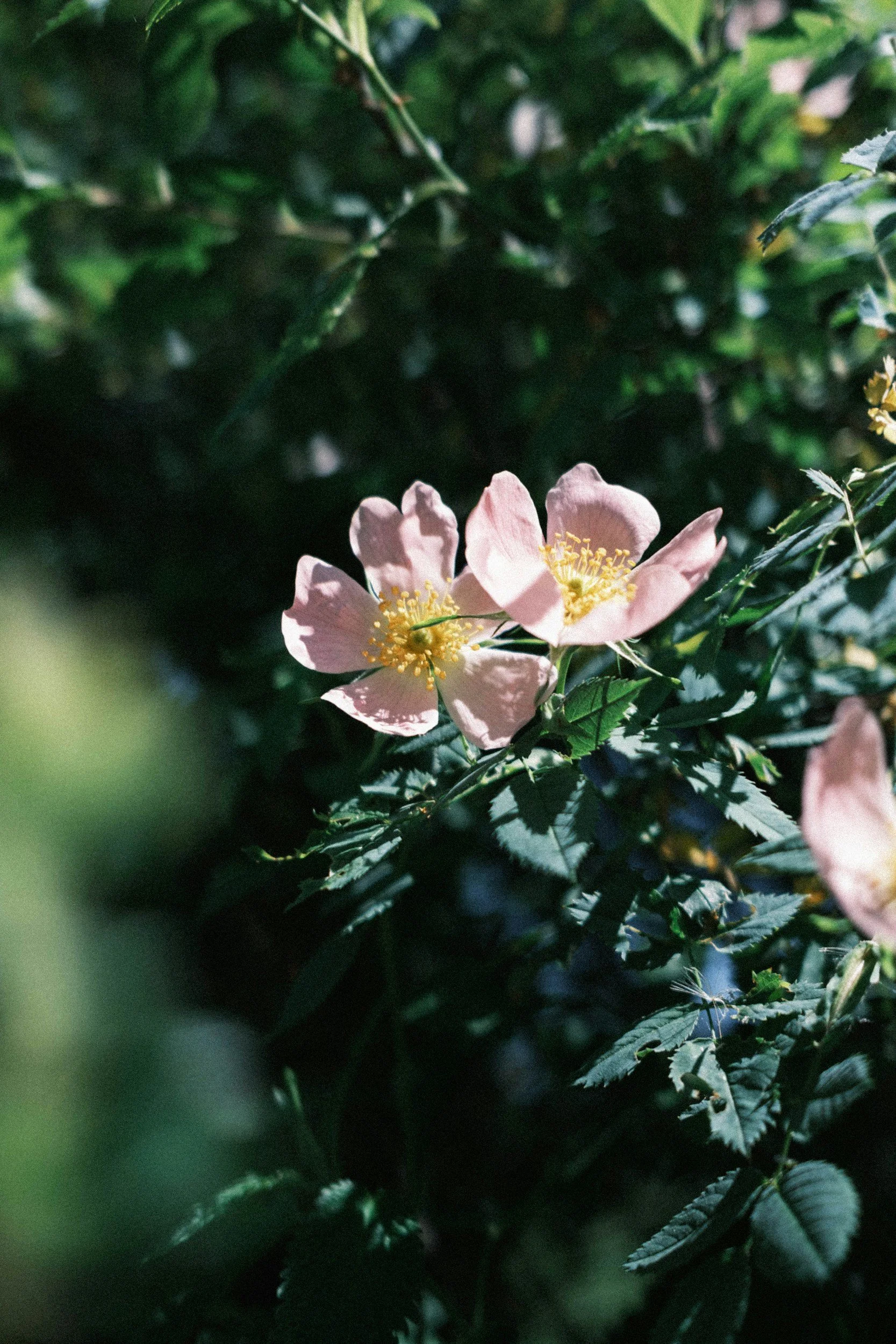 Pink wild rose flower with yellow stamens surrounded by dark green leaves.