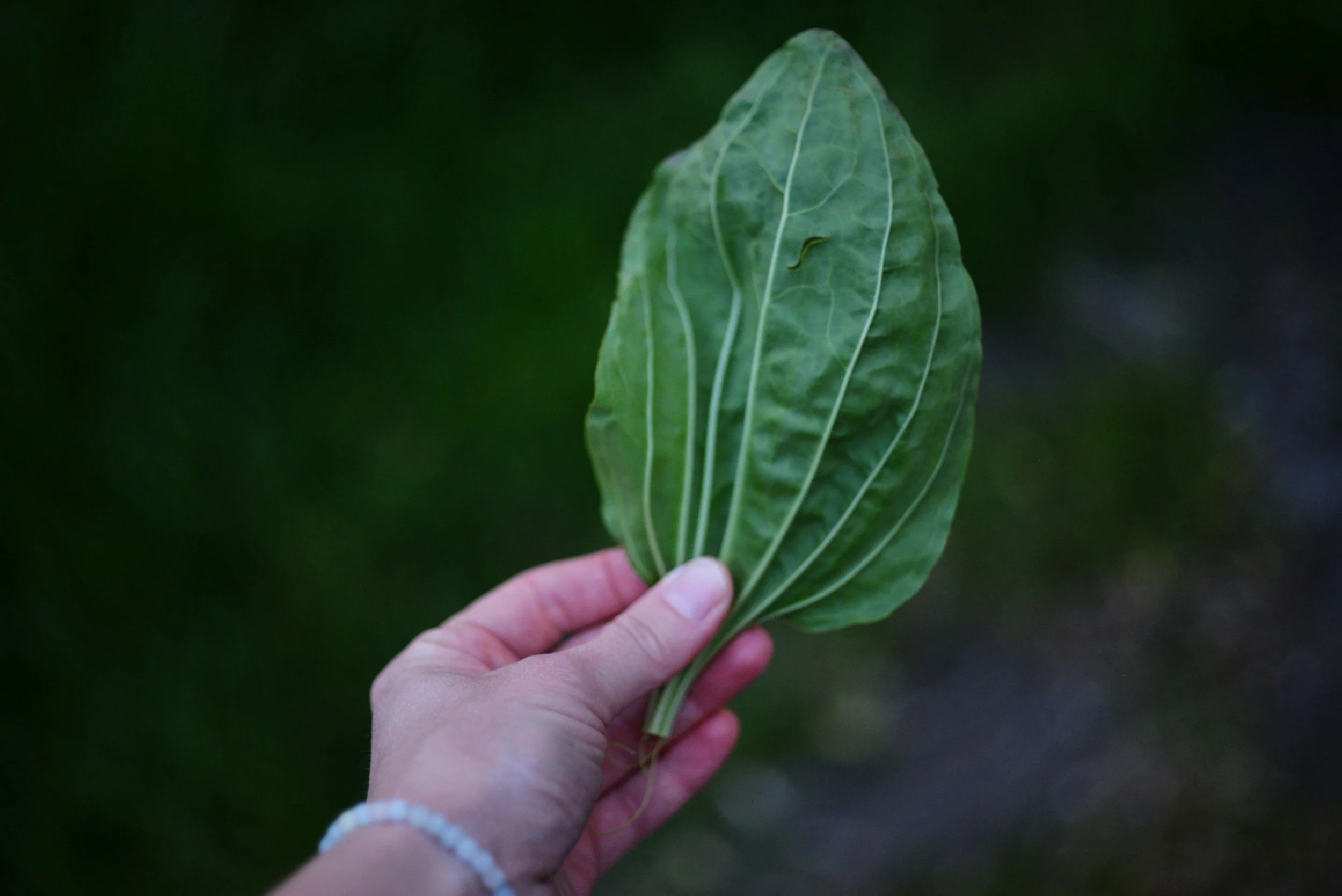 A person's hand holding a green leaf with a small worm on it, against a blurry dark green background.
