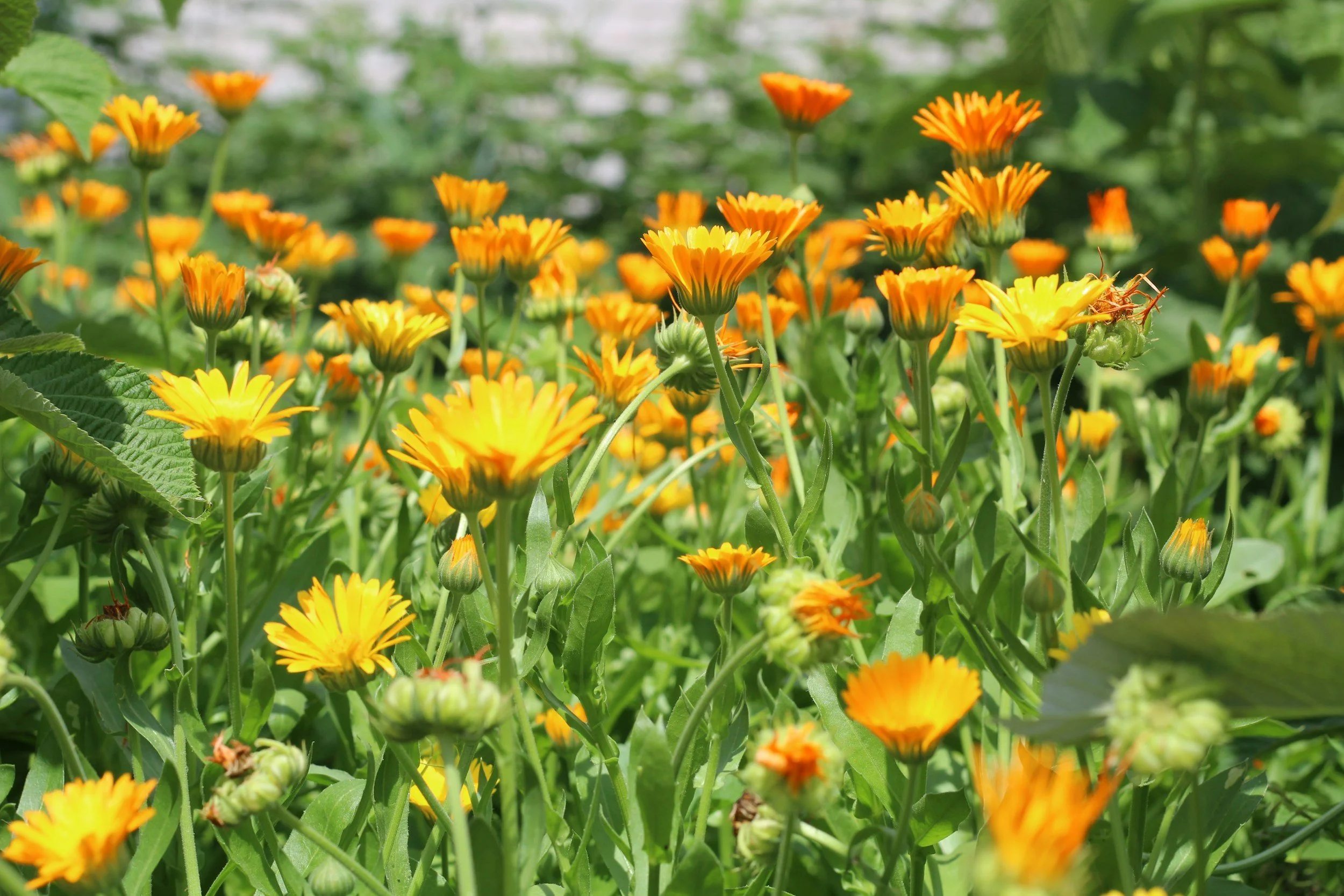 A close-up photo of orange and yellow flowers in a garden, with green leaves and stems surrounding them.