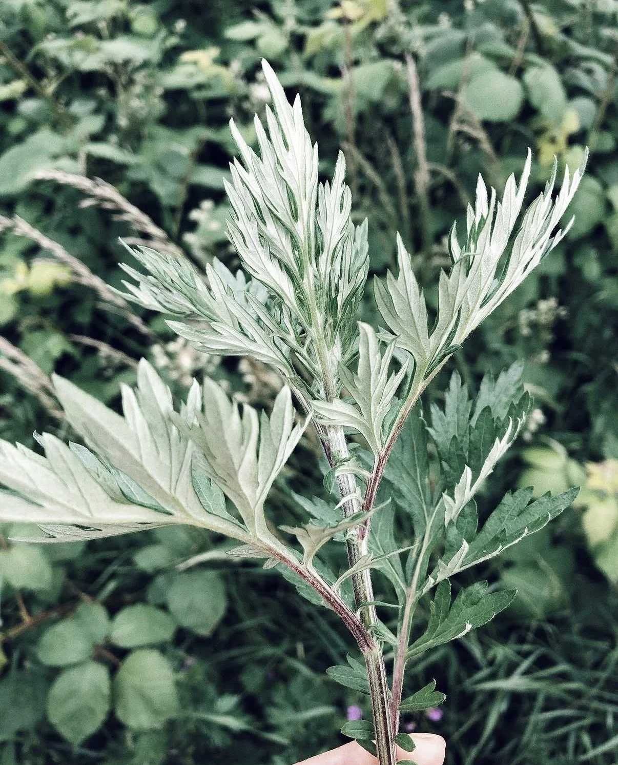 Close-up of a green leaf with white variegation, surrounded by similar foliage.