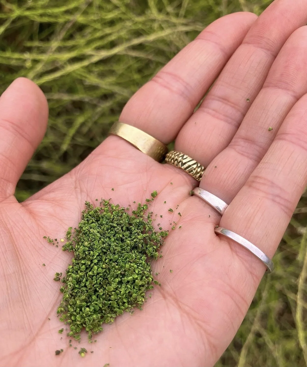 Hand holding small green seeds or grains, with grass in the background.