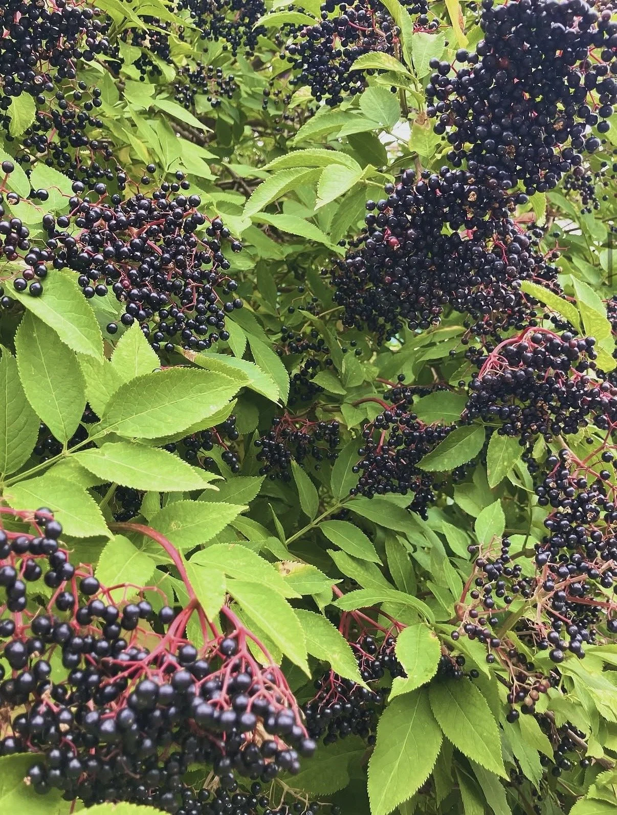 Clusters of ripe black elderberries hanging from branches among green leaves.