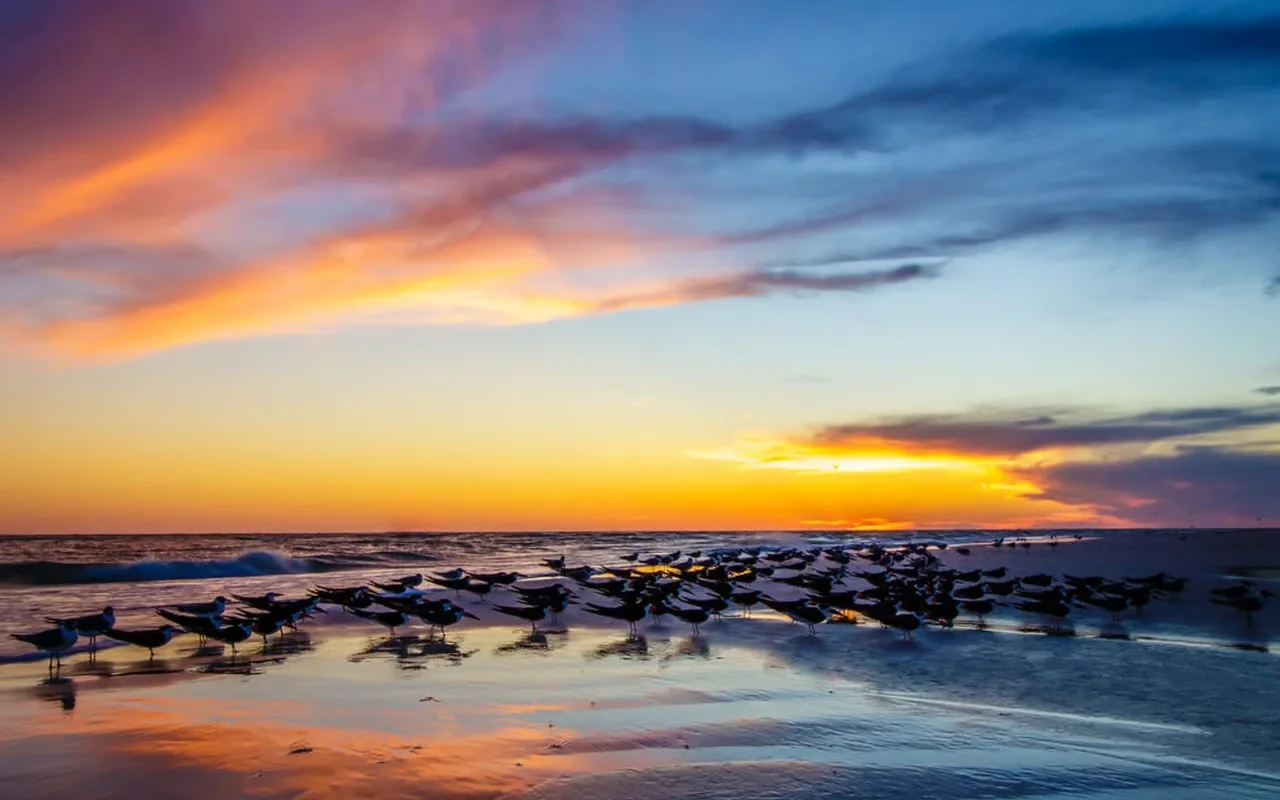 Sarasota Motor Club - Exotic Car Consignment Sarasota - Seagulls standing on a wet sandy beach at sunset with colorful sky and clouds.