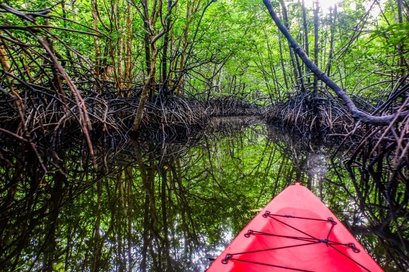 Sarasota Motor Club - Exotic Car Consignment Sarasota - View of a mangrove forest from a kayak, with its reflection in the water, showing the dense, twisting roots and green foliage overhead.