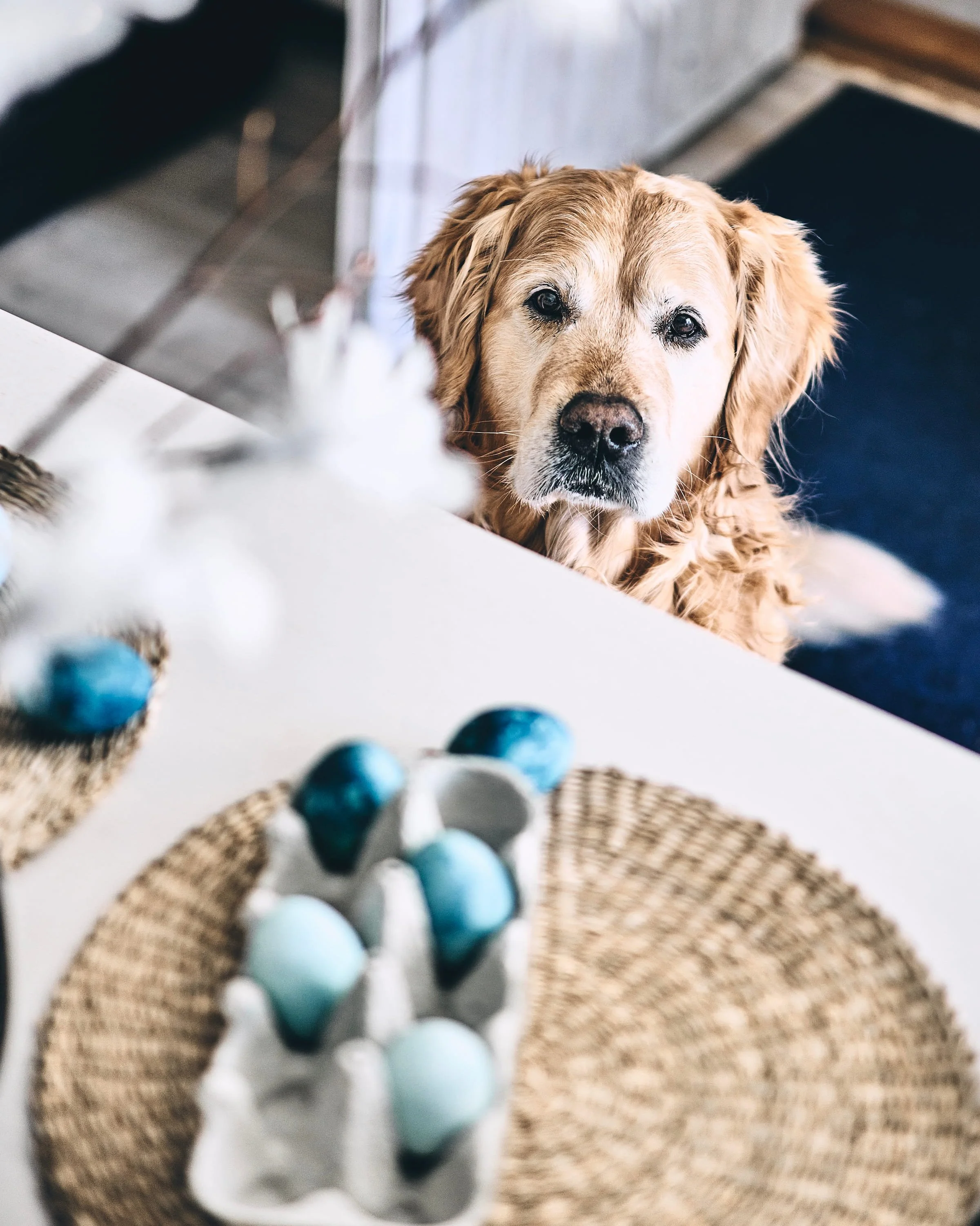 Värvitud lihavõttemunad söögilaual nin koer piilumas laua alt