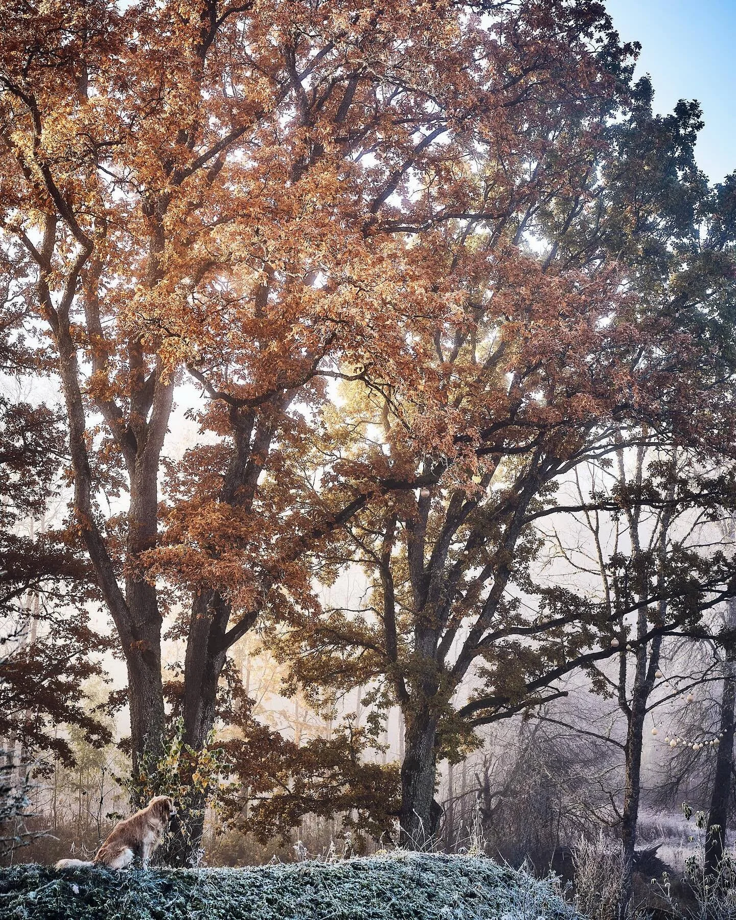 🐾 See on Ramen. Poolteist aastat vana ja veendunud, et tema roll talus on strateegiliselt oluline.

Tema peakorter? Sammaldunud keldrik&uuml;ngas, kus varem hoiti naereid ja mugulaid, n&uuml;&uuml;d aga pesitsevad tondid v&otilde;i avanevad v&auml;r