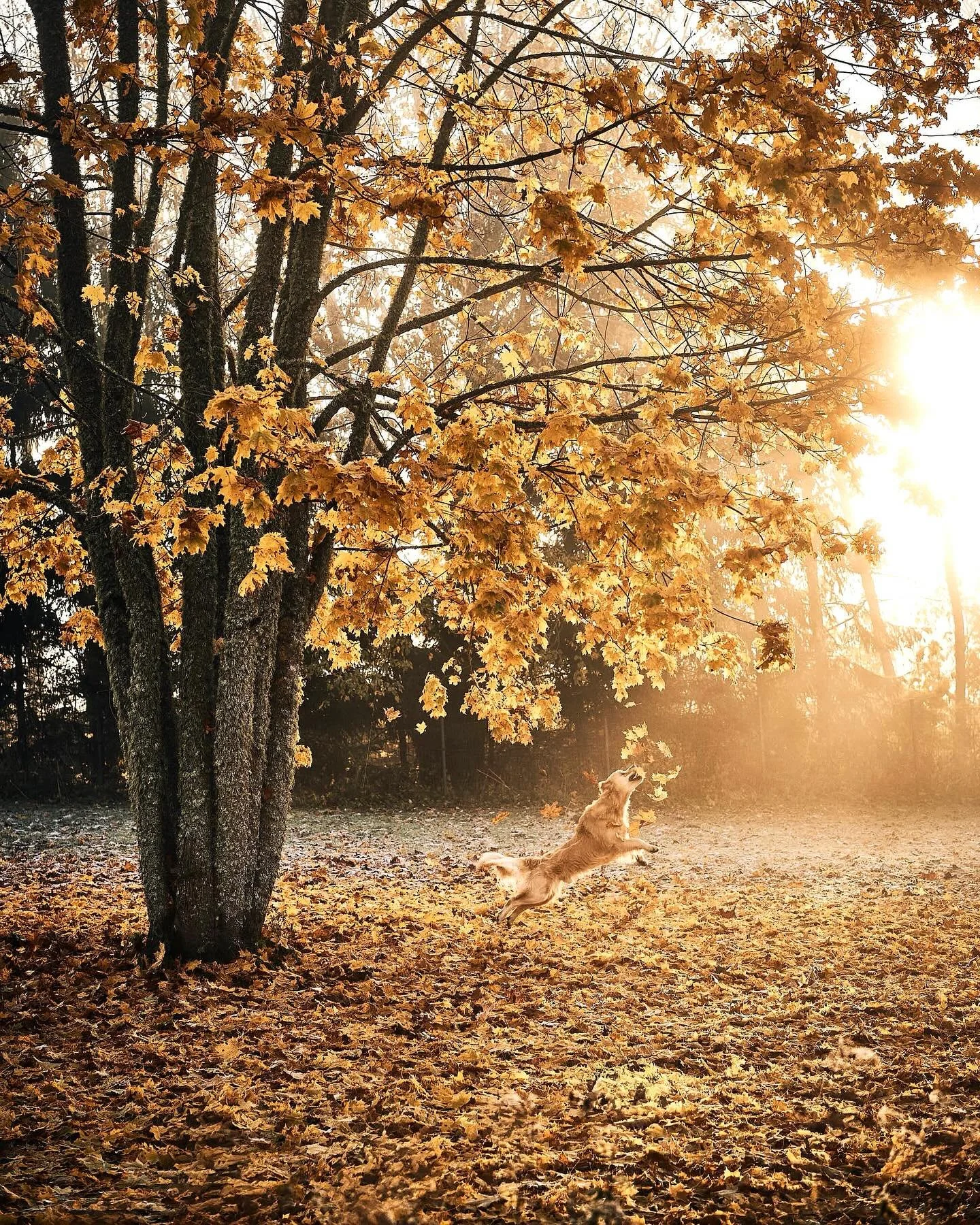 🎬 Me katkestame kodulehe uudised, et tuua teieni lendav kuldne retriiver.

See ei ole lavastatud. Ta ongi lihtsalt selline.*

Koduleht on varsti valmis.

Vahepeal on Major Ramen saavutanud nullgravitatsiooni ja on parasjagu teel orbiidile. 🚀

*See 