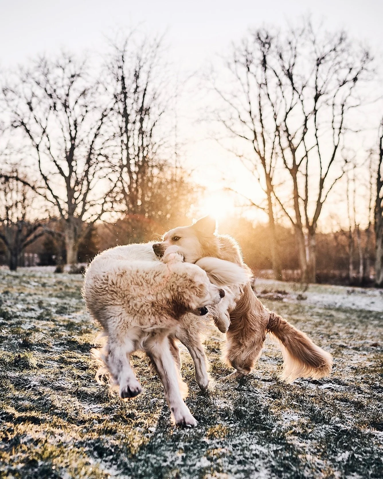 At approximately 09:53, two golden units entered a state of mutual chaos in the frozen Estonian countryside. 🐾❄️
We were not briefed. 
There was no warning. 

Agent B (the white senior) initiated contact. 
Agent R (juvenile sunlight in a fur coat) r