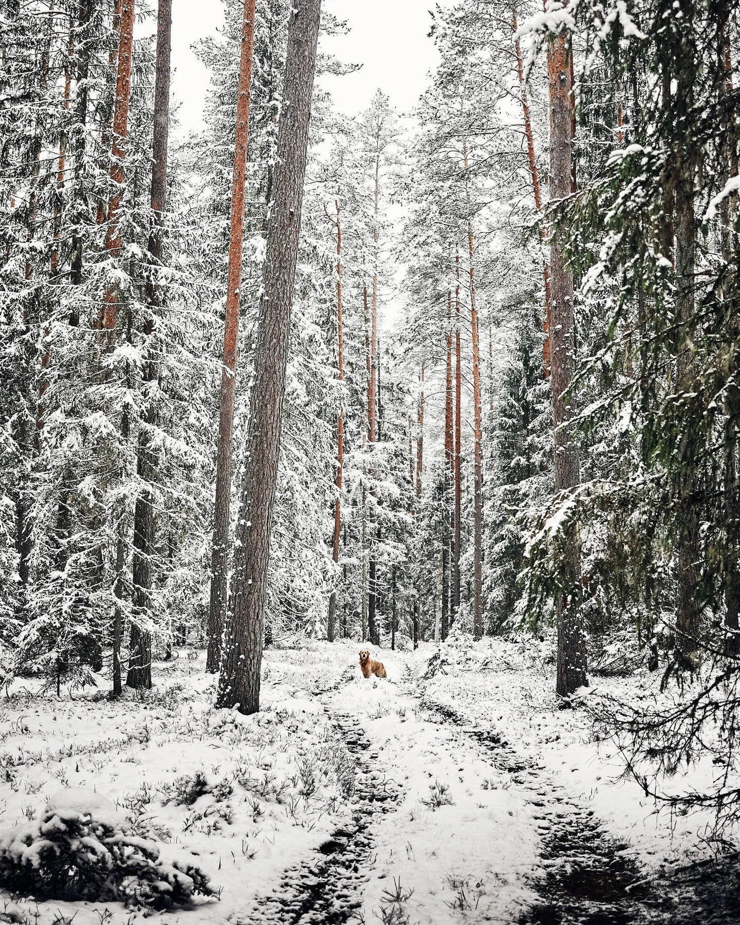 Recovered surveillance footage from South Estonia🌲

Winter arrived early, without ceremony.
Snow everywhere. No warning.

Authorities deny responsibility.
Locals report &ldquo;moderate enchantment.&rdquo;

Field analyst: Ramen.

Snow has since retre