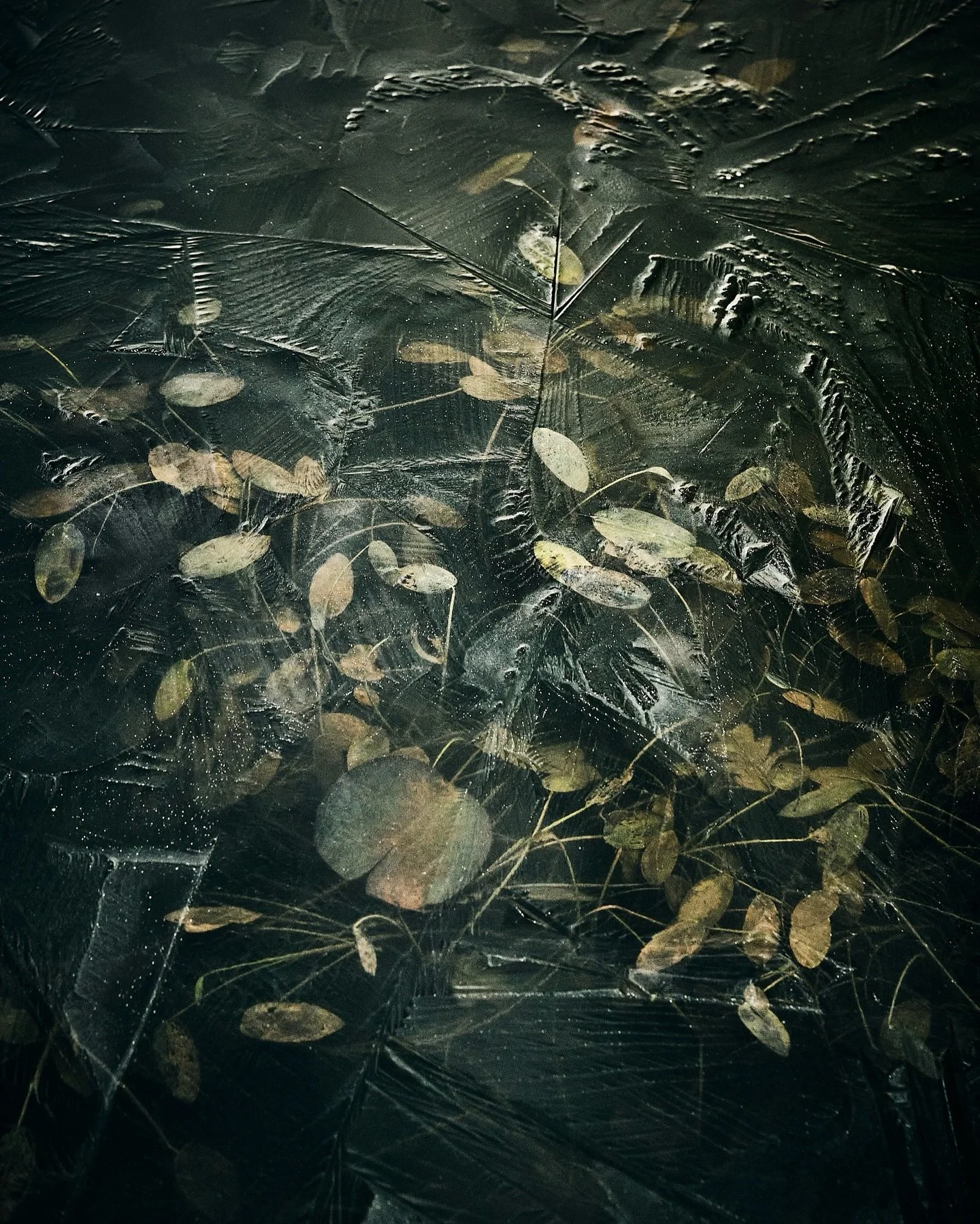 Leidsin tiigij&auml;&auml; alt kunstigalerii. Seal on v&auml;ga eksklusiivne n&auml;itus uinunud lehtedest l&auml;bi j&auml;&auml;tunud geomeetriaprisma.

Piletiraha ei k&uuml;situd.

#eestiloodus
#nordicminimalism
#visualstorytelling