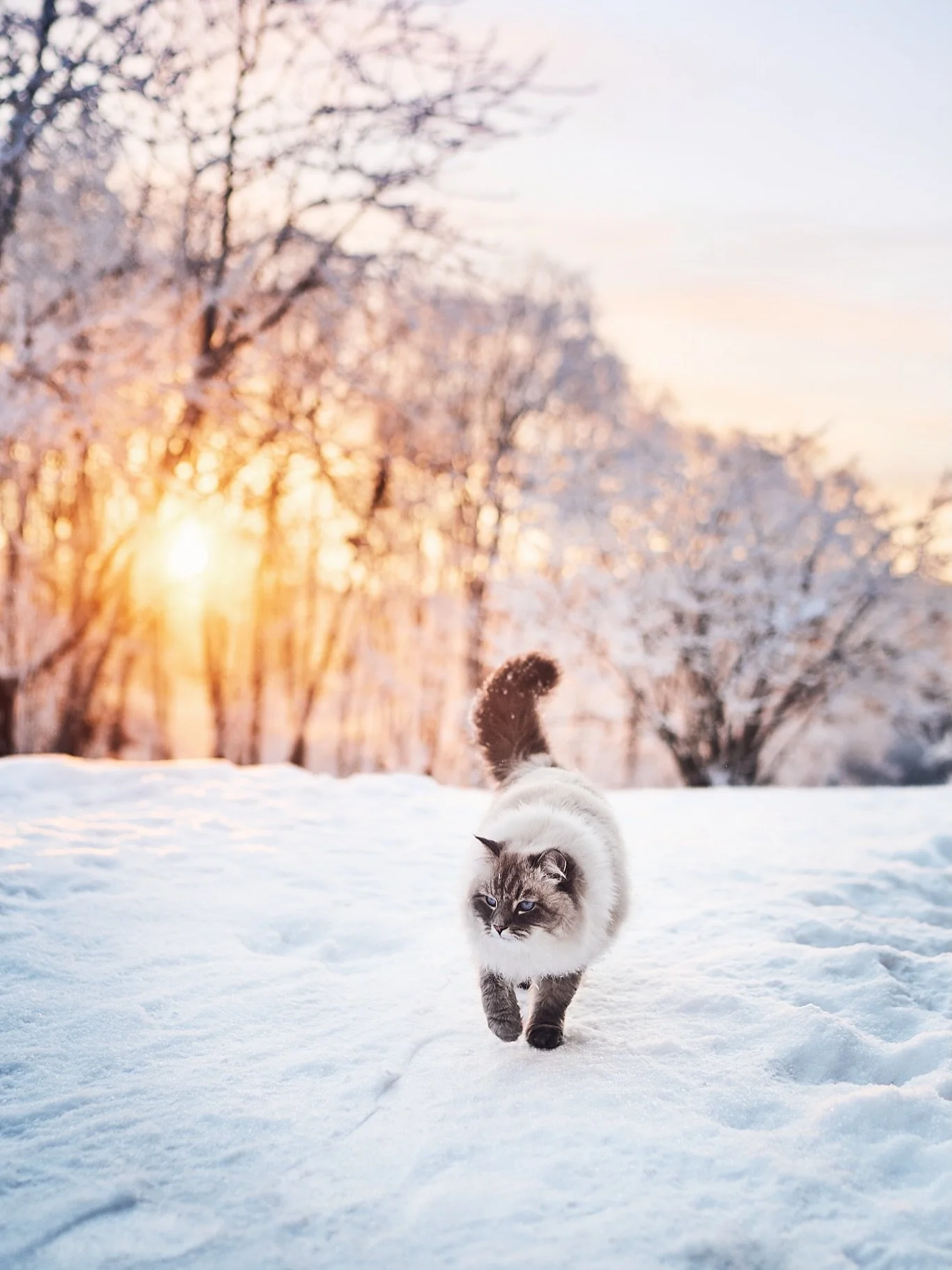 Viis minutit. 

See on vaid viiv veebruari esimesel &otilde;htul, mil p&auml;ike on piisavalt madalal, et kuldne kuma langeb &uuml;le valduste ja taevas muutub suhkruvatiroosaks. Aga millised viis minutit need olid.  Claire veetis p&auml;eva viimase 