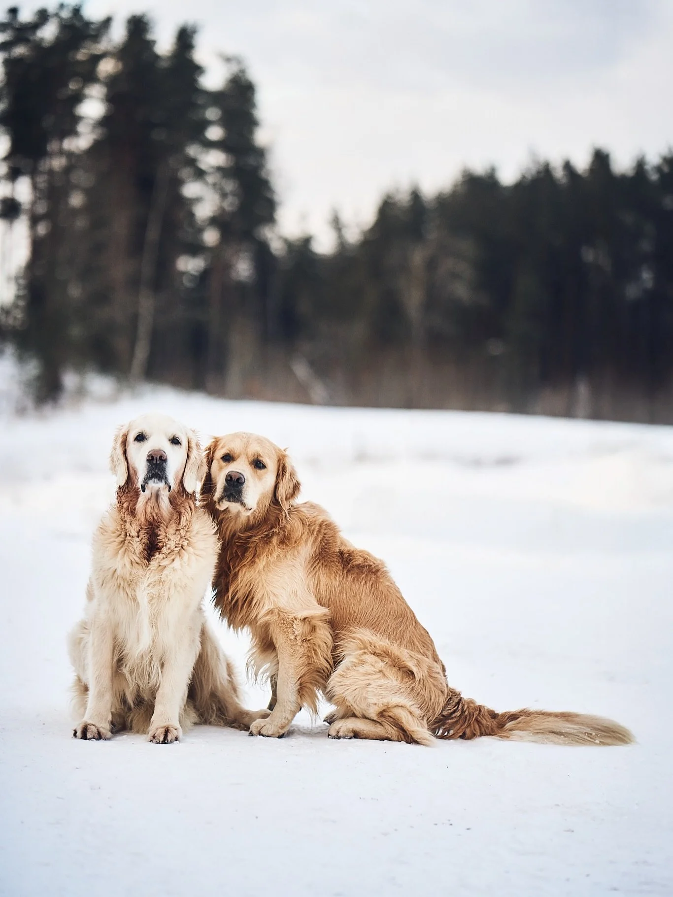 Kuldsetel retriiveritel ei ole traditsioonilisi m&otilde;tteprotsesse. Nad lihtsalt vaibivad v&auml;ga k&otilde;vasti. Ja kahekesi koos olles v&otilde;imendavad teineteise v&otilde;nkeid ja l&auml;hevad resonantsi. 

Aga ainult &uuml;ks neist n&auml;