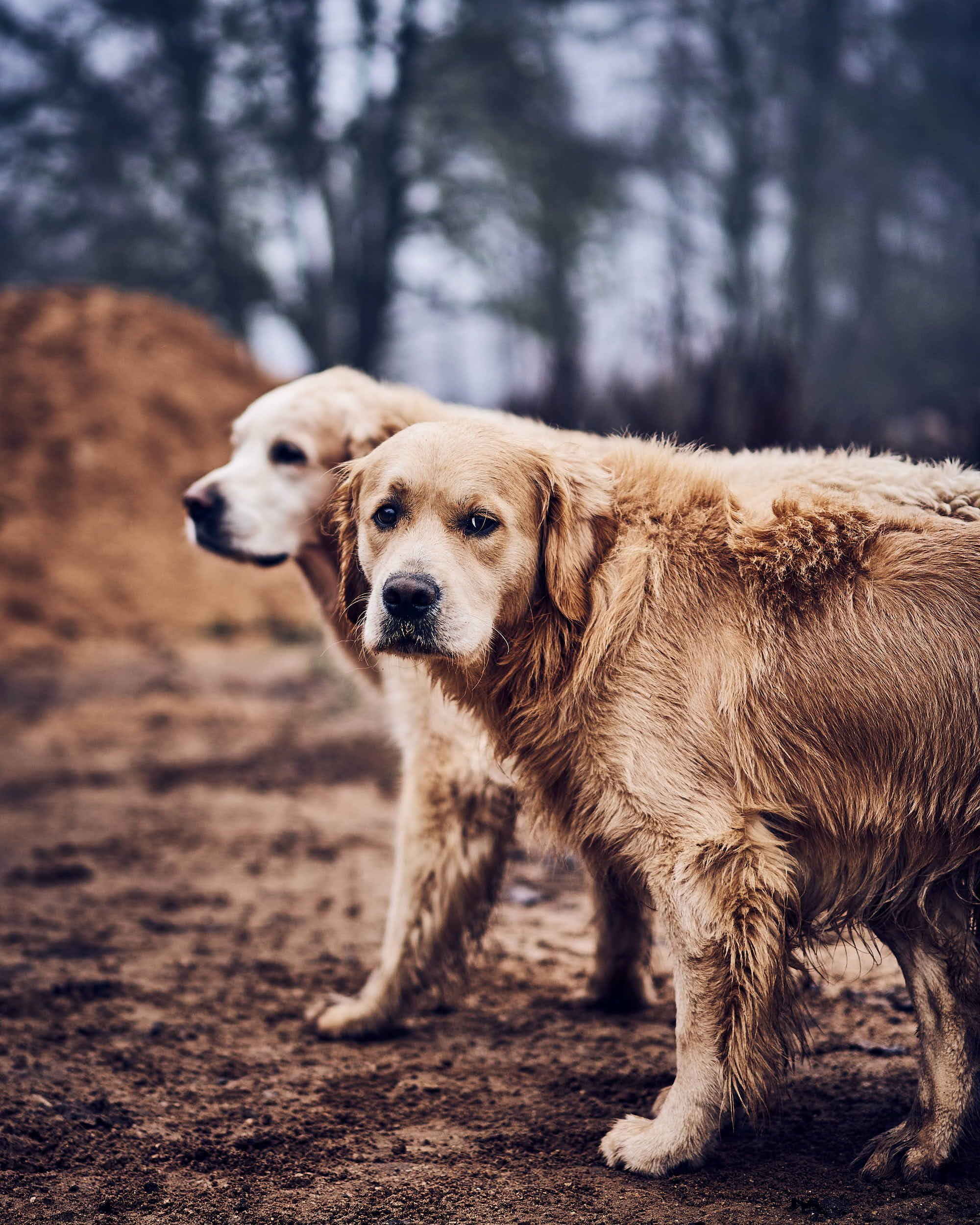 Kaks süüdlasliku näoga kuldset retriiverit