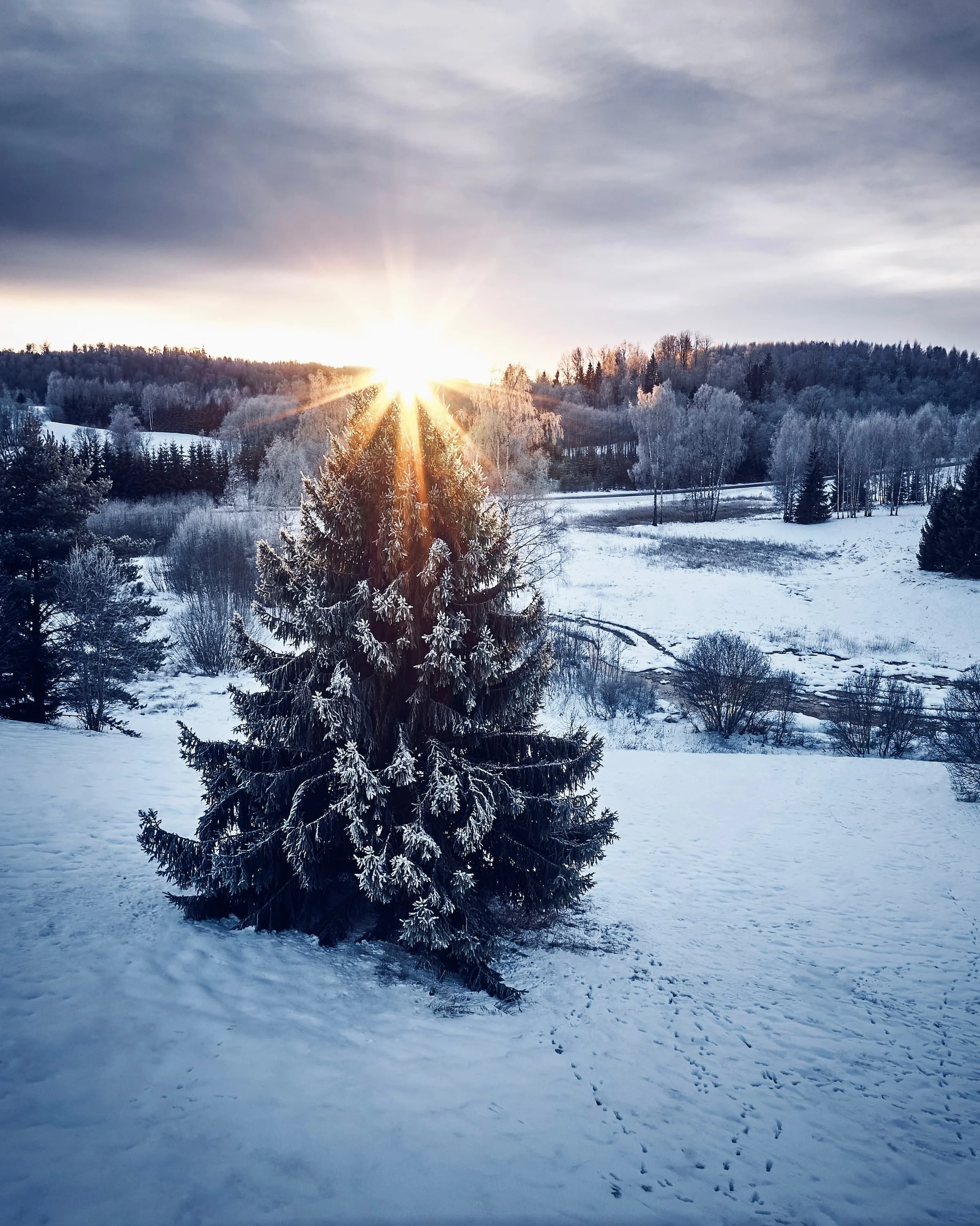 Üksik kuusk lumisel väljal, loojuv päike tähena tippu kaunistamas, loomajäljed lumel