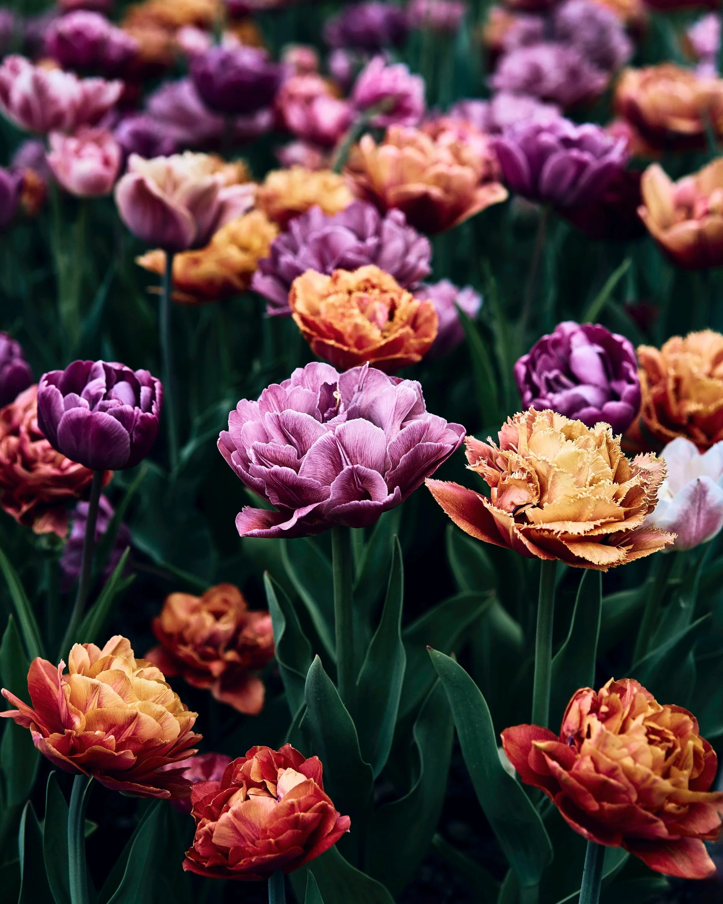 Oranžid ja lillad tublid õitsemas