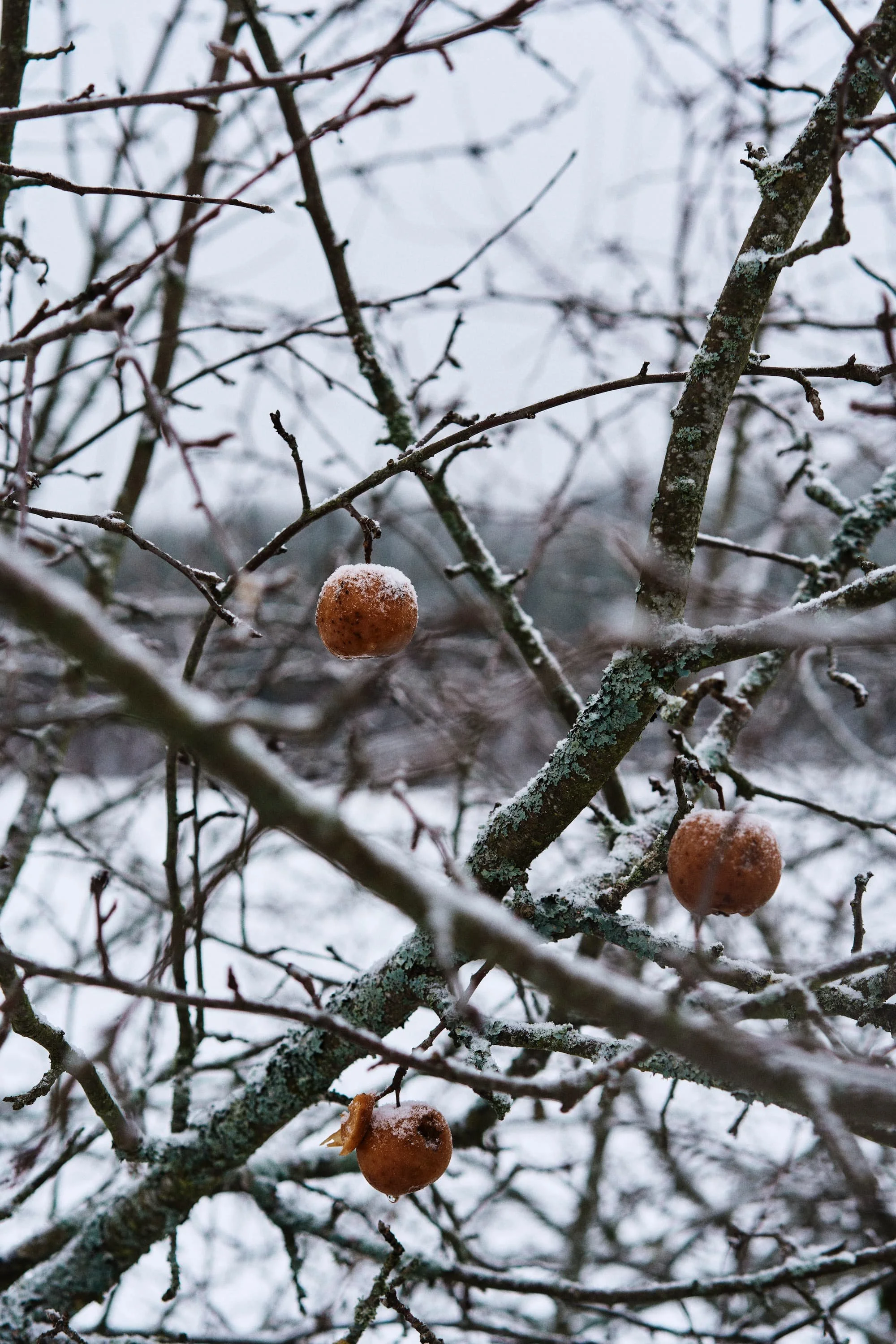 Jäätunud vanad õunad talviste raagus oksade küljes