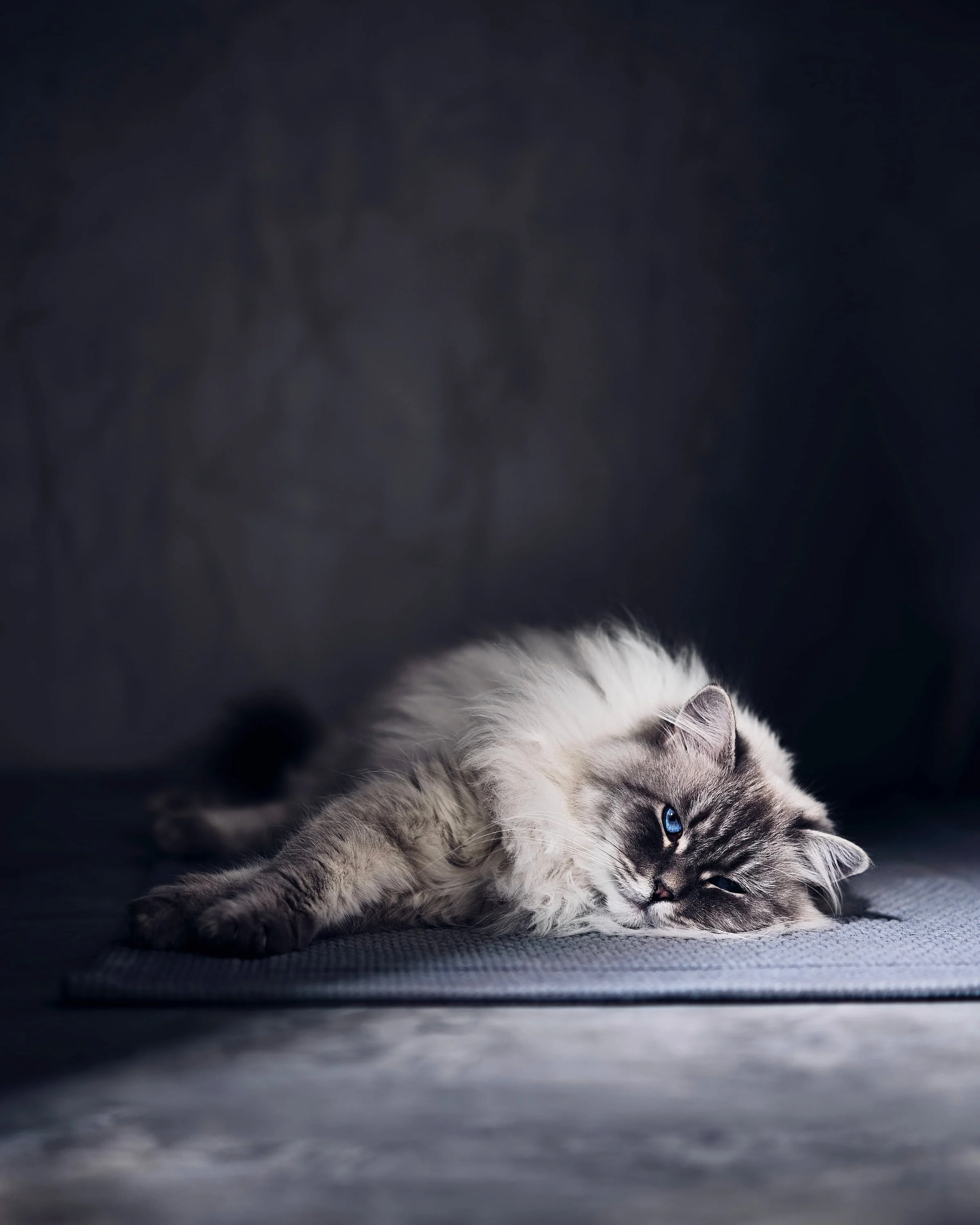 Siniste silmadega kass pikutamas dramaatilises valguses hallis ruumis