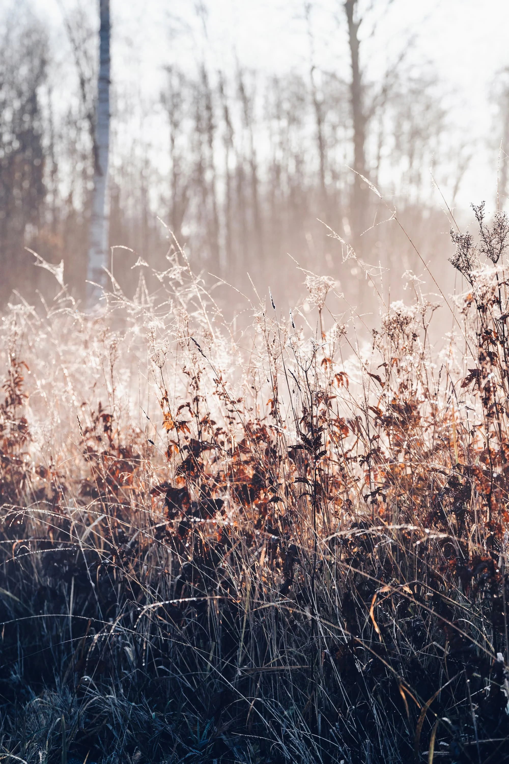 Sügisesed kõrred kumamas hommikuvalguses ja härmatises