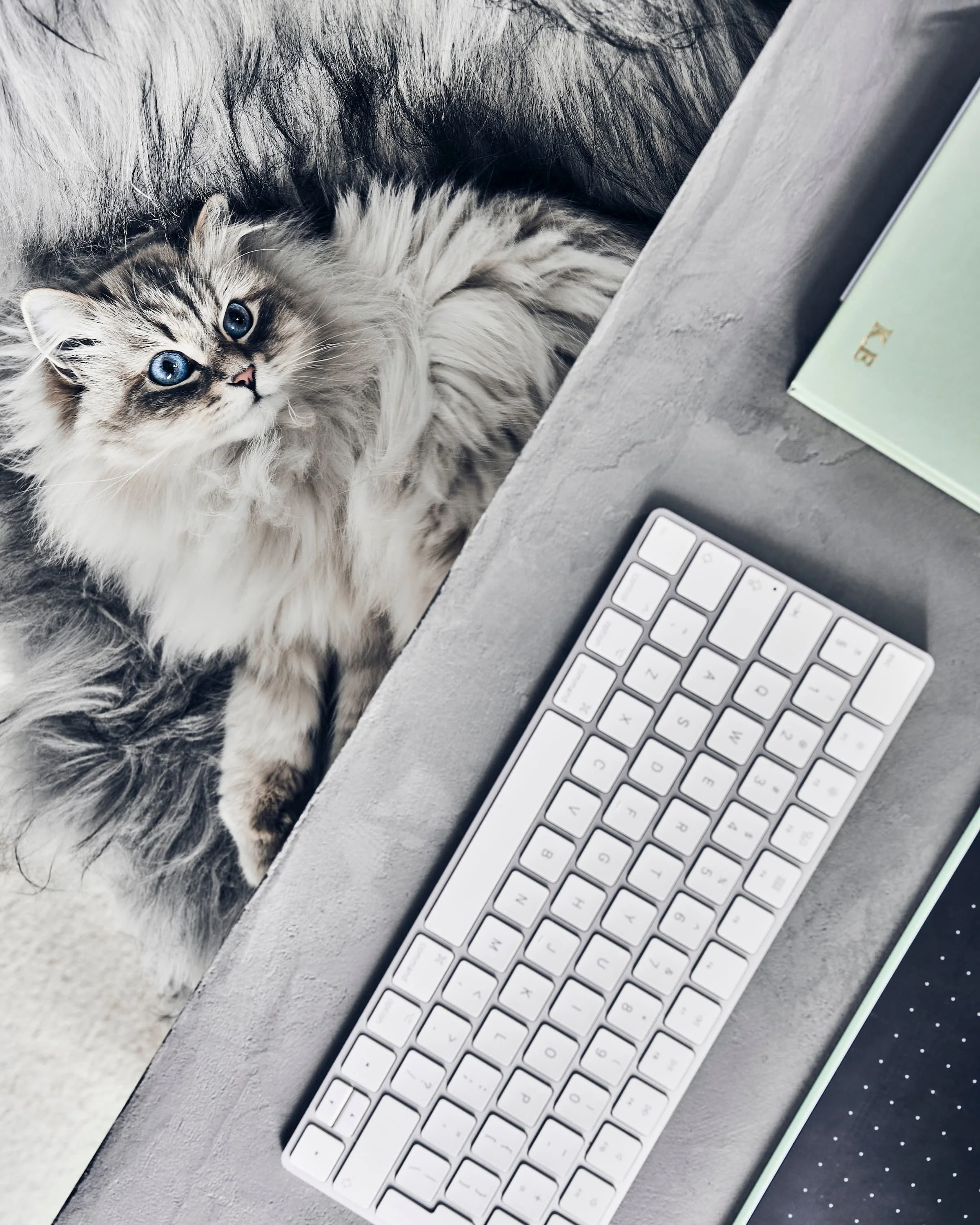 Kohev kass pikutamas lambanahaga toolil, mikrotsemendiga kaetud kirjutuslaud, märkmik ja klaviatuur