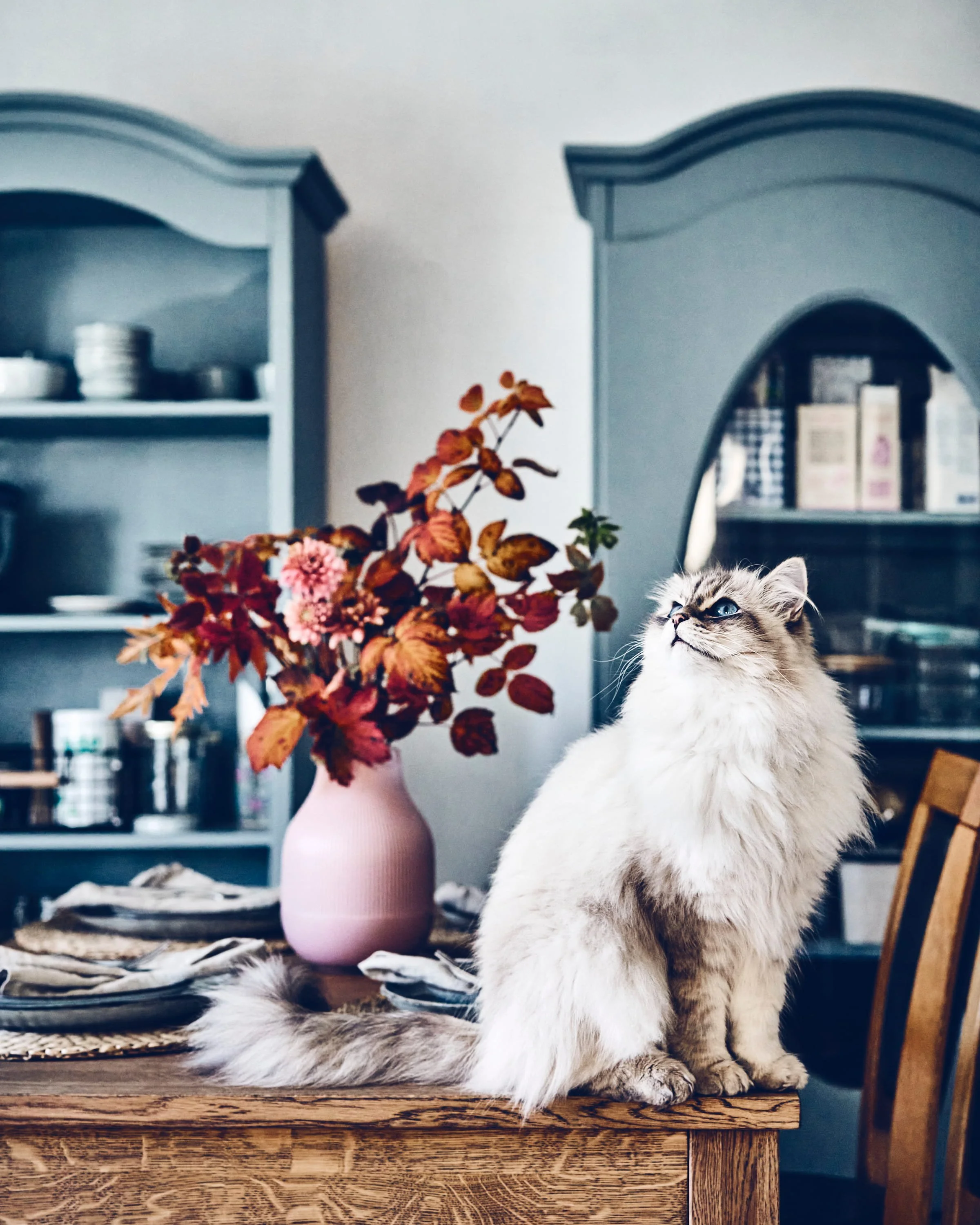 Siniste silmadega valge kass köögilaual