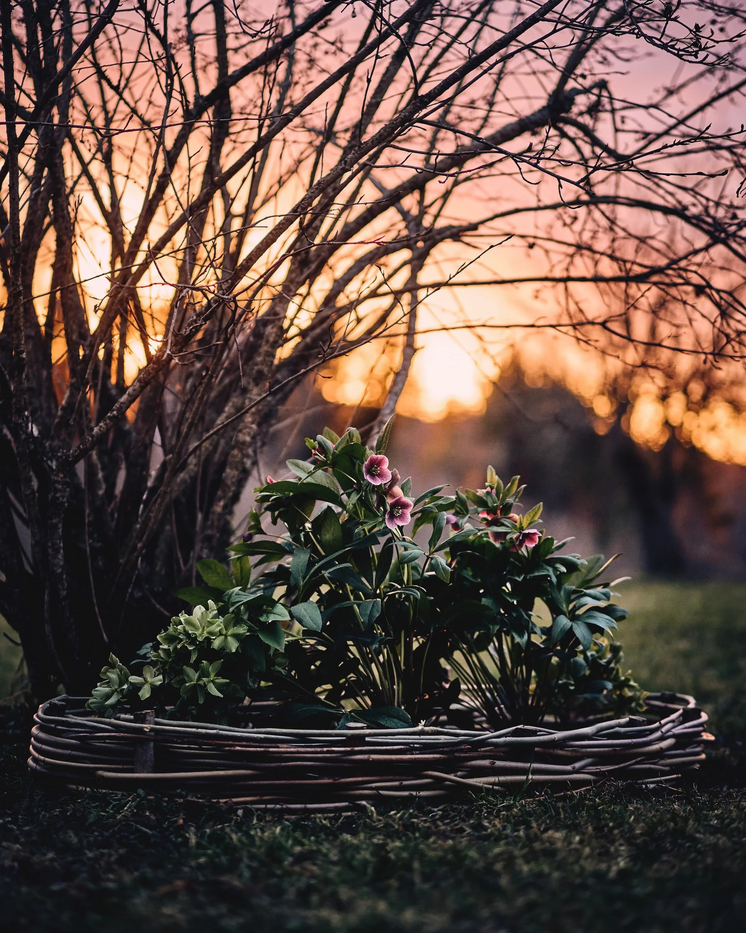 Lumeroosipõõsas raagus põõsa all loojanguvalguses punutud peenraäärisega