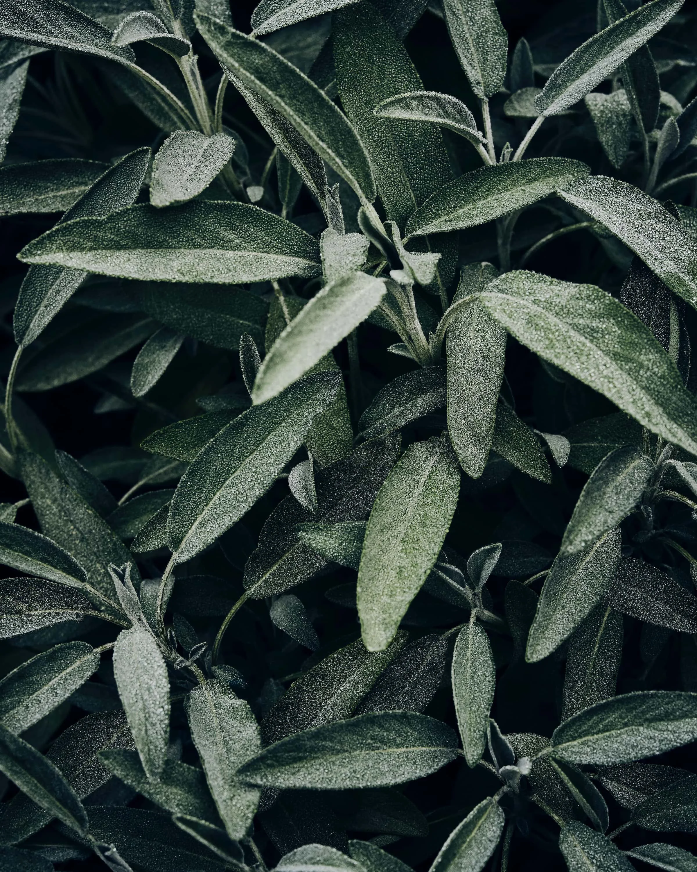 Härmatanud salveipõõsas