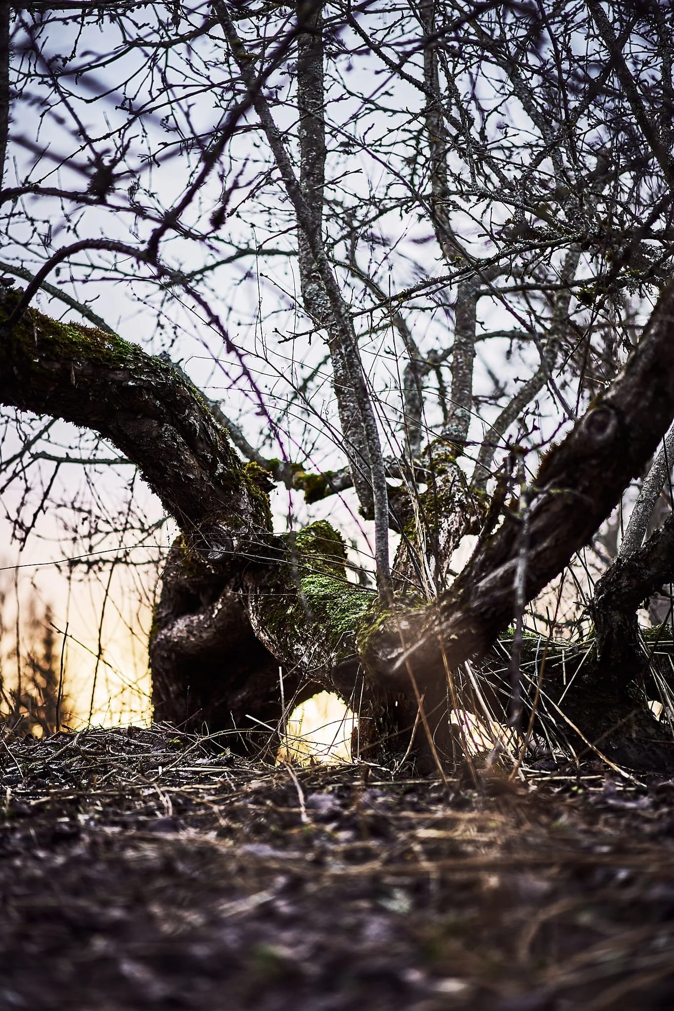 Vana maani vajunud õunapuu