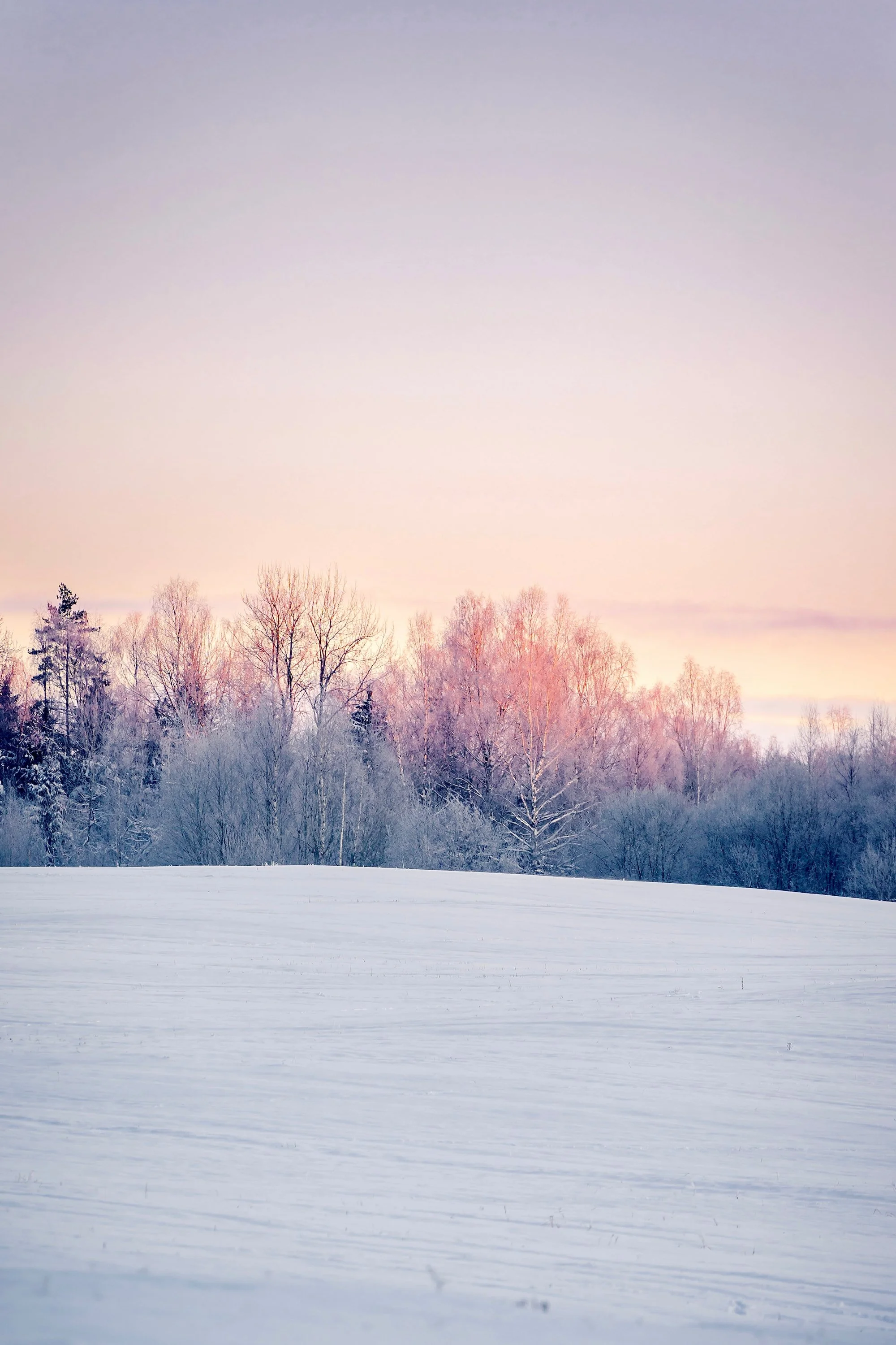 Koiduvalguses härmas metsane küngas üle lumise välja