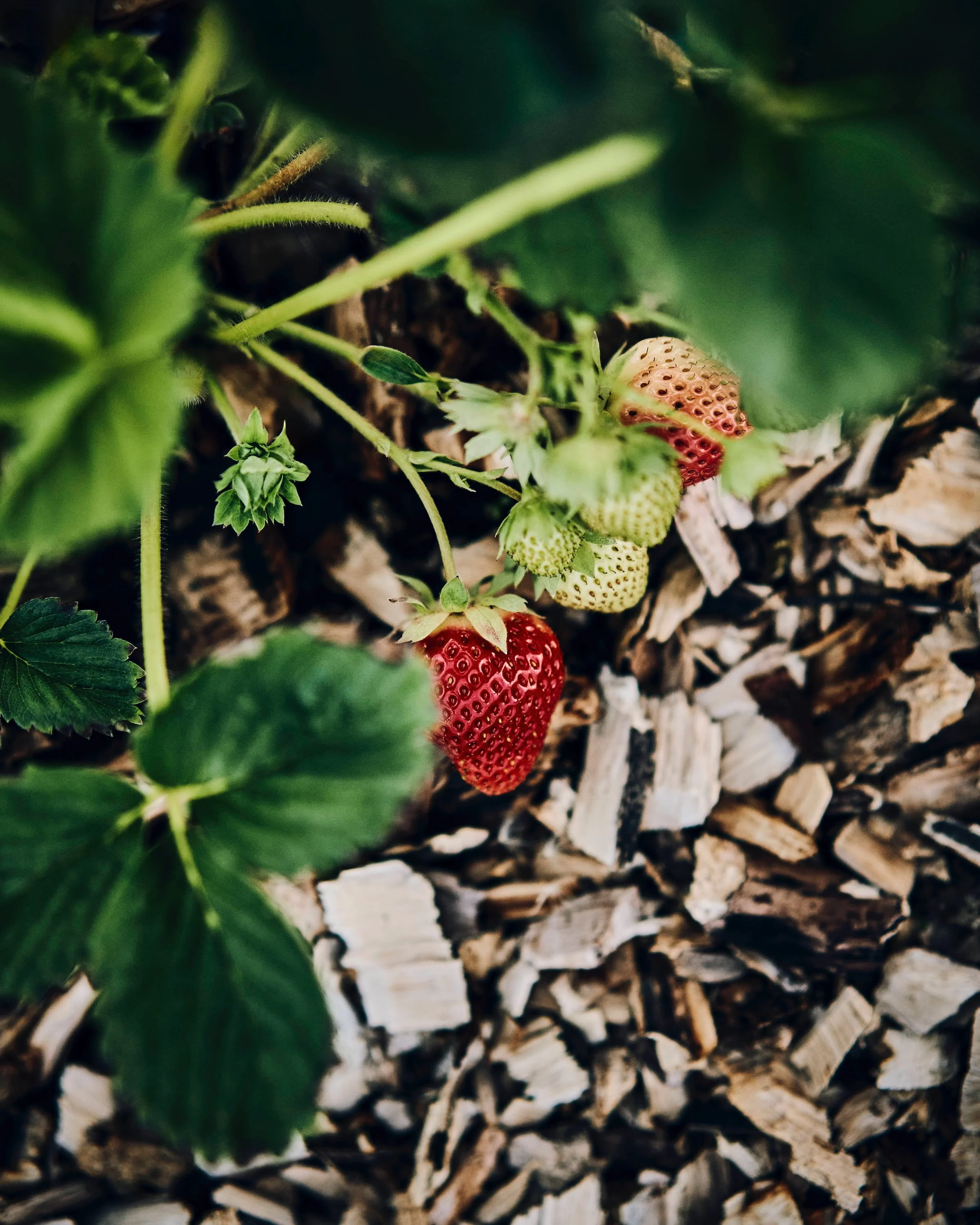 Küpsevad maasikad peenral