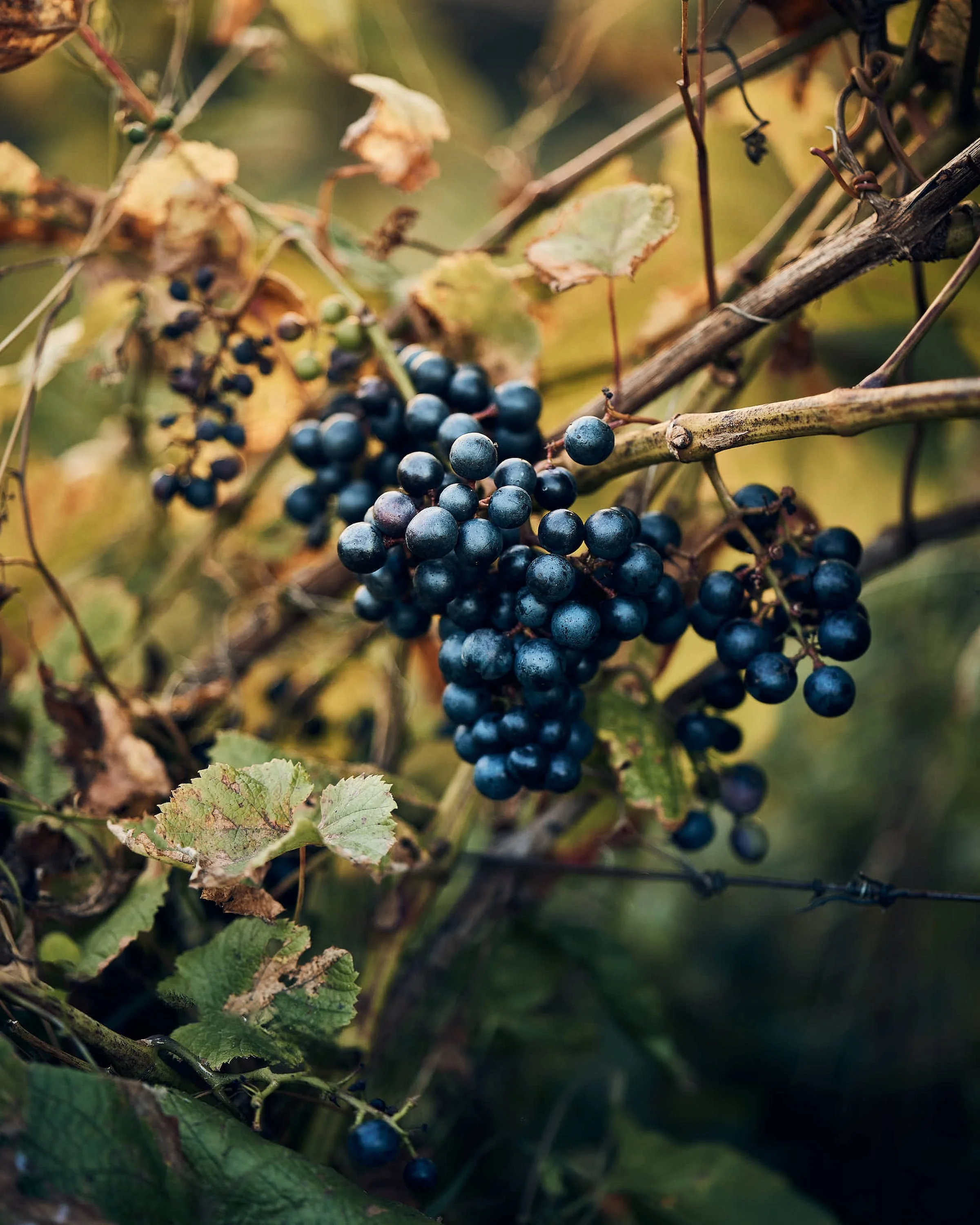 Tumesinised viinamarjad küpsemas kuldsete väätide otsas