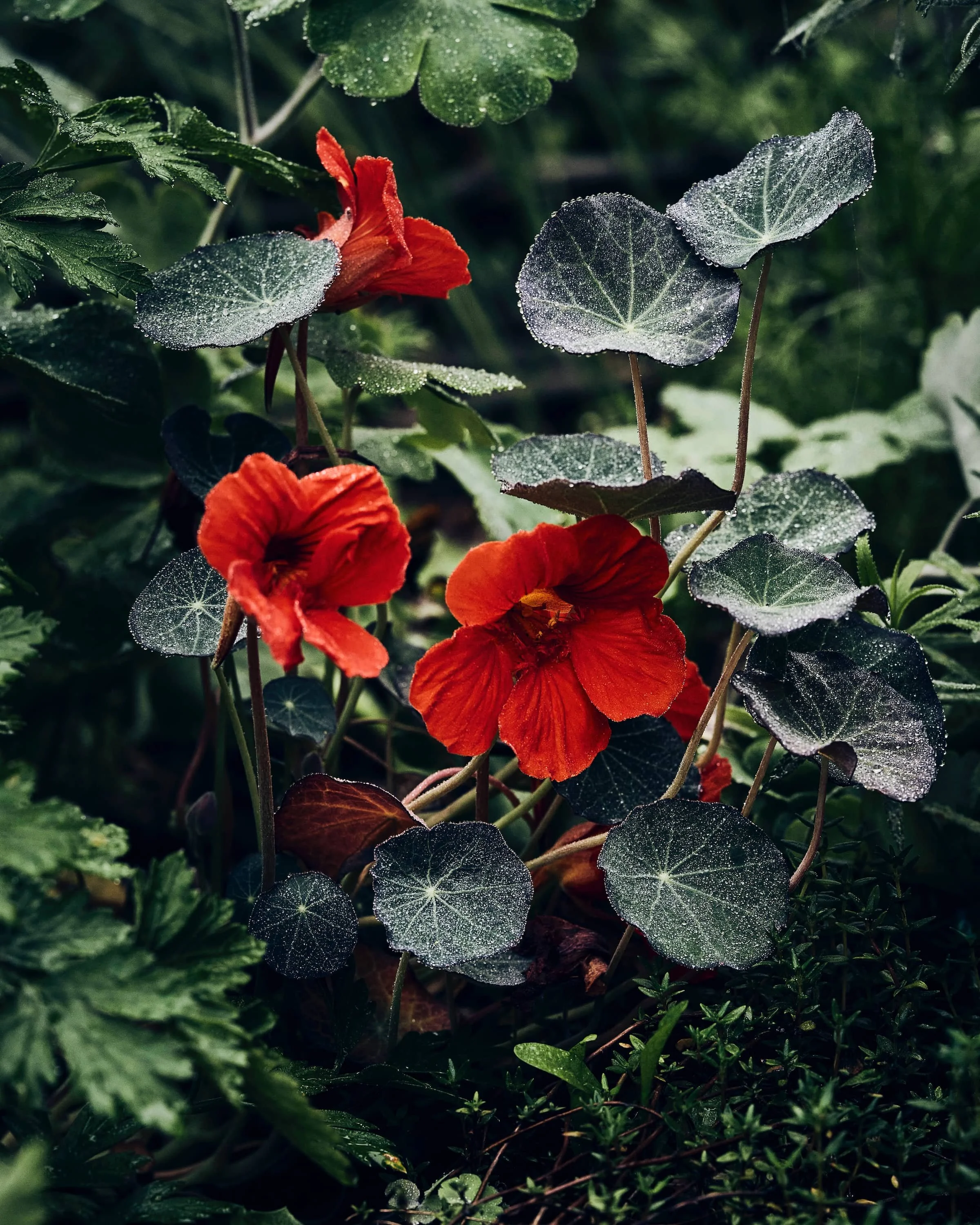 Kastepiiskades mungalill