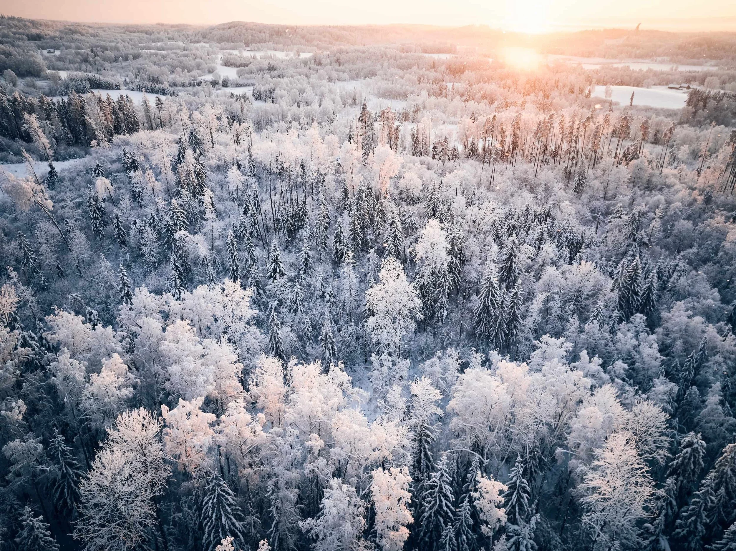 Õhuvaade härmatanud Lõuna-Eesti metsadele