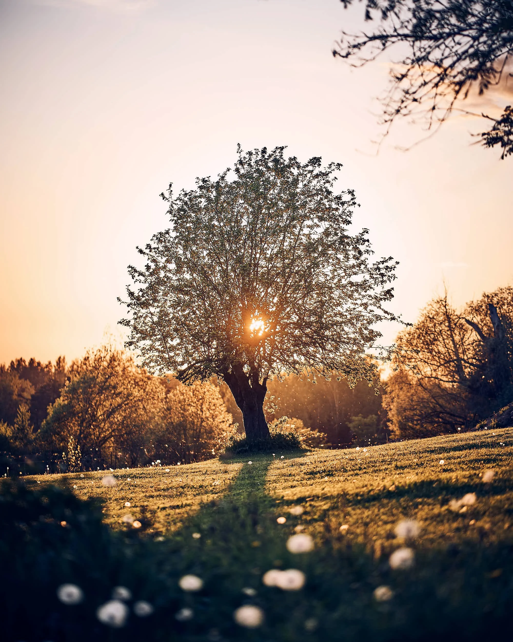 Varakevadine puuvõra tagant paistva loojuva päikesega