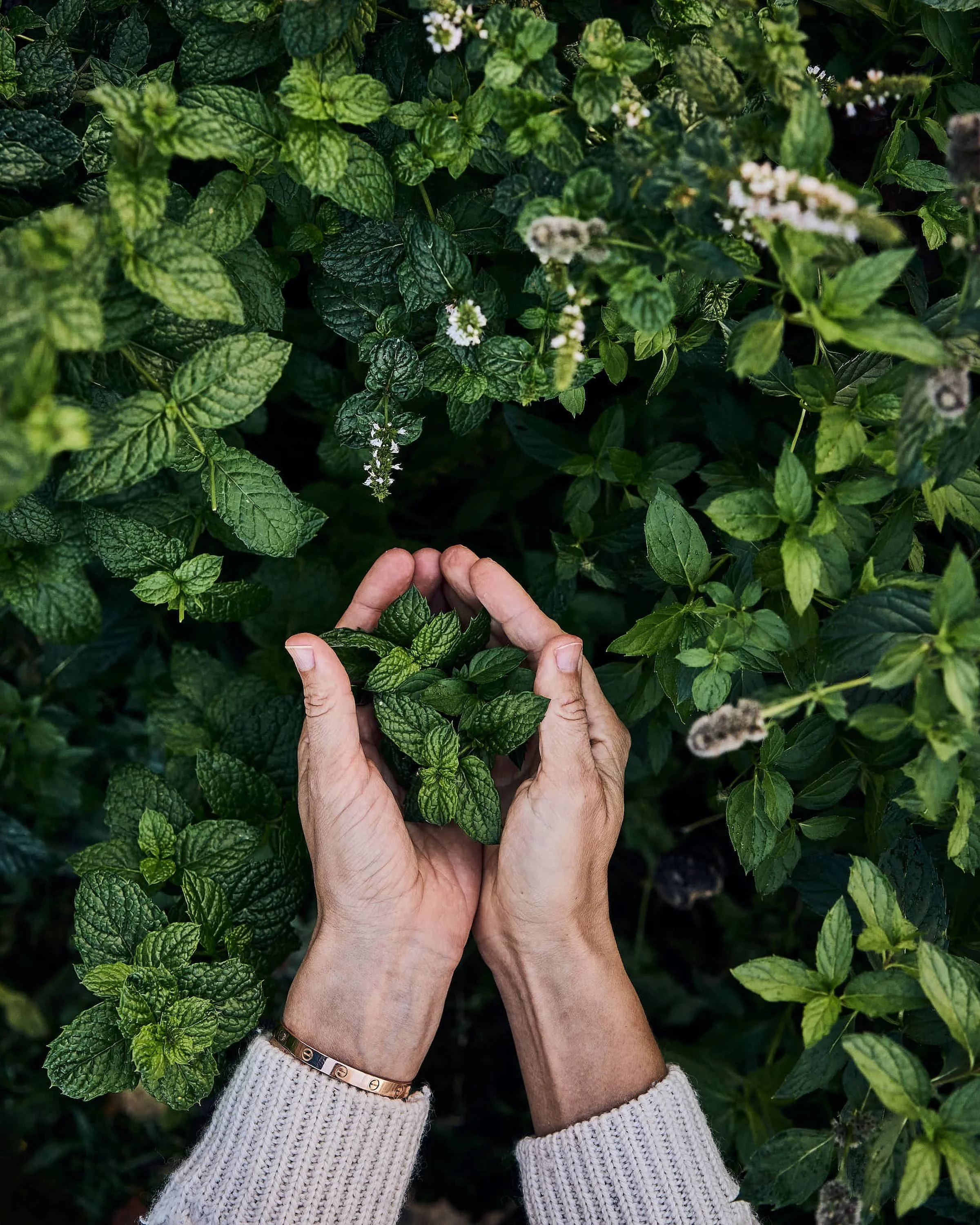 Naise käed piparmündipõõsa kohal hoidmas piparmündilehti