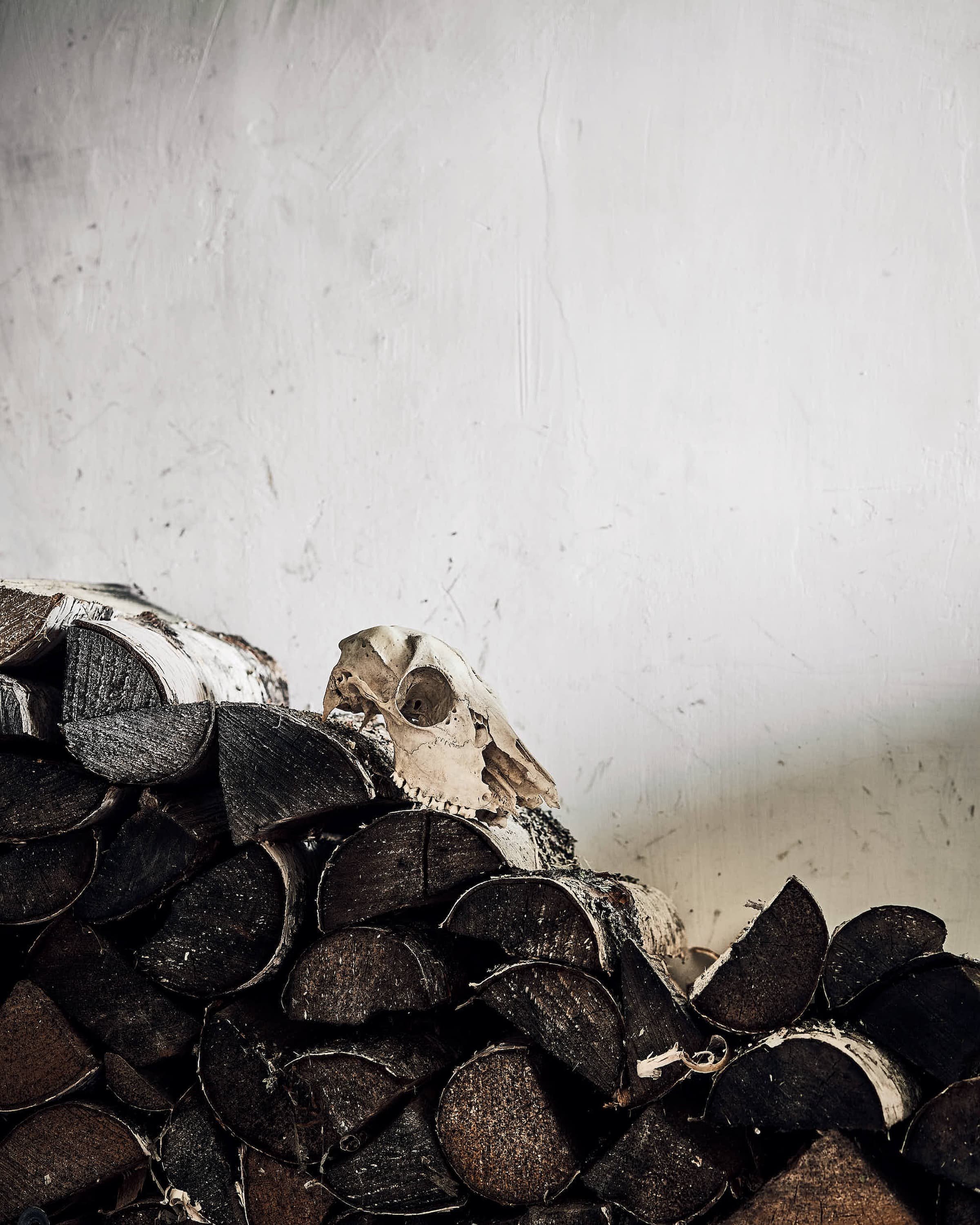 Kitse pealuu tuppa toodud küttepuude kuhjal