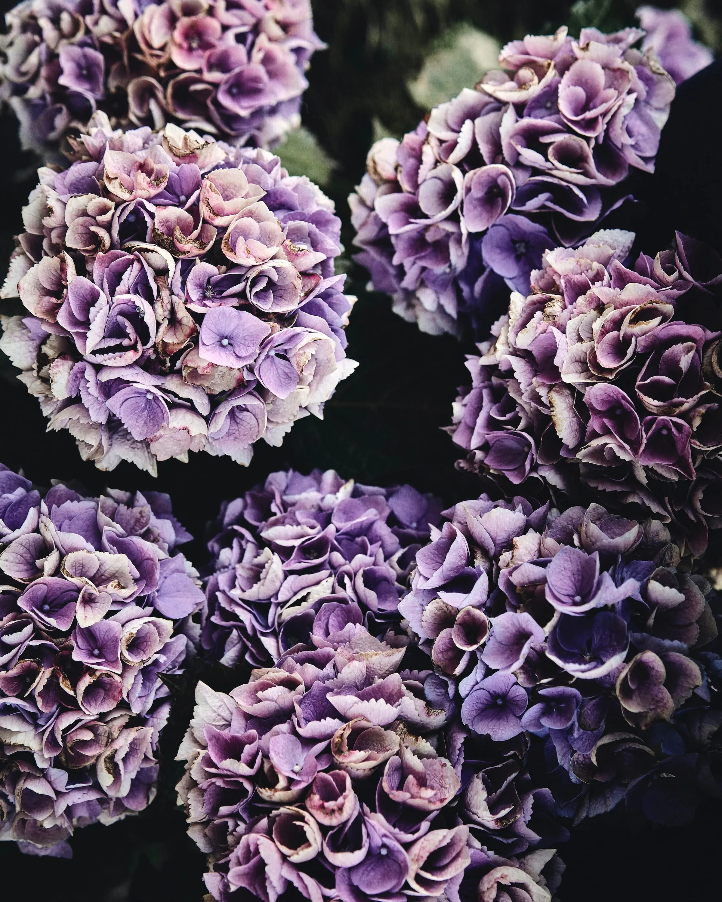 Suured lillad hortensiaõied