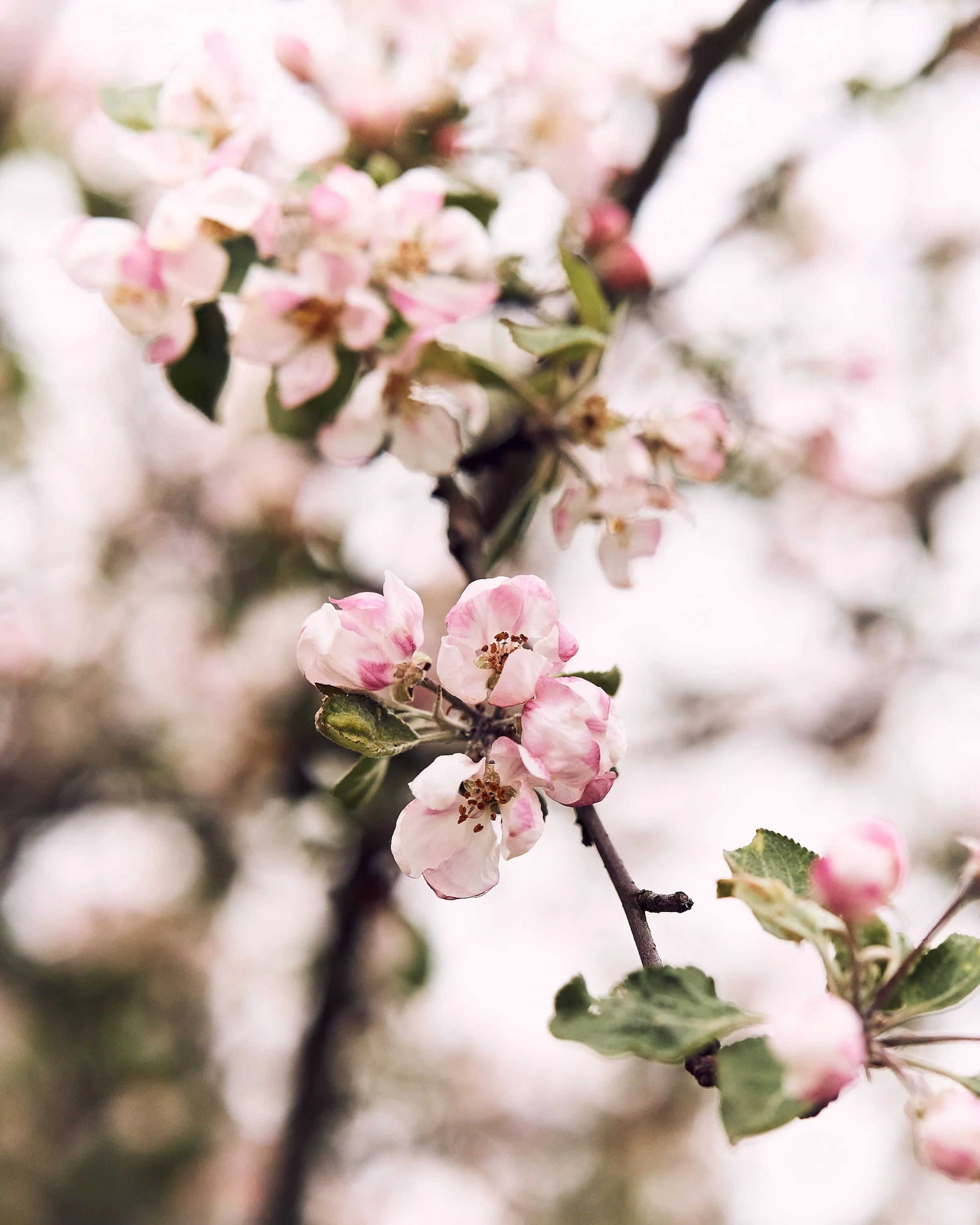 Õrnroosad õunapuuõied