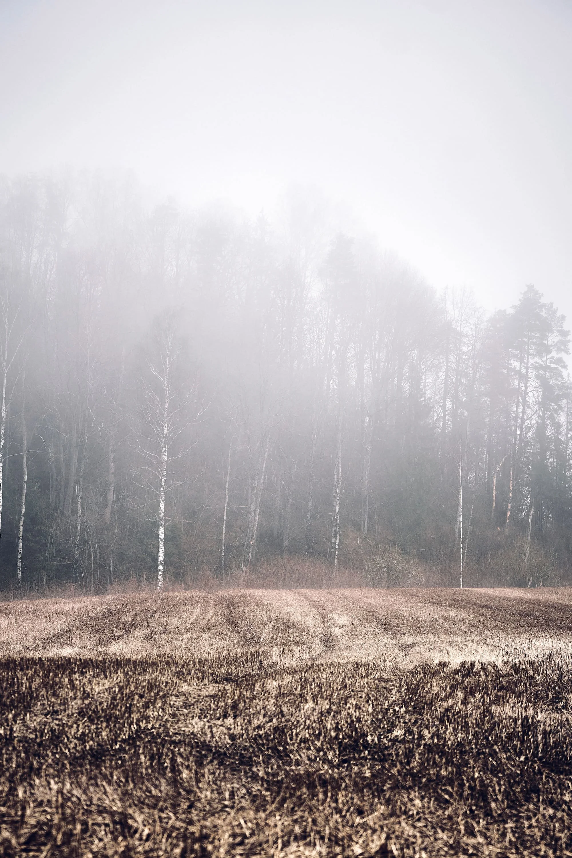 Vaade üle sügisese põllu udusele metsale künkal