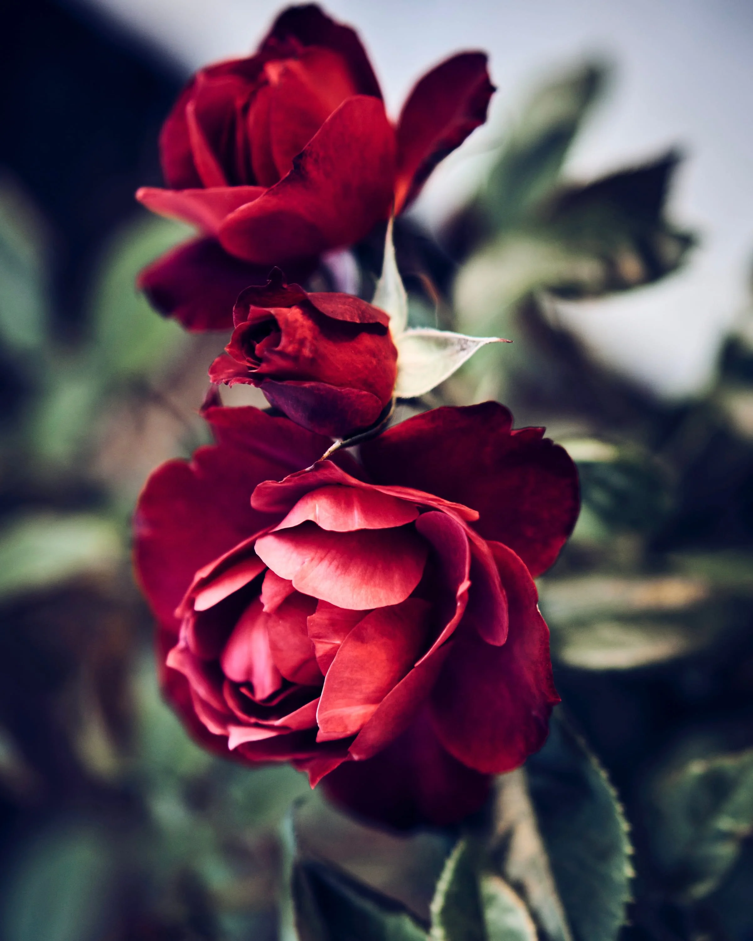 Tumepunased roosiõied