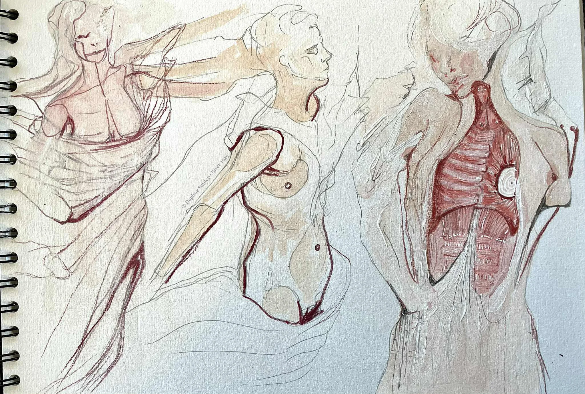 anatomy ladies 2.jpg