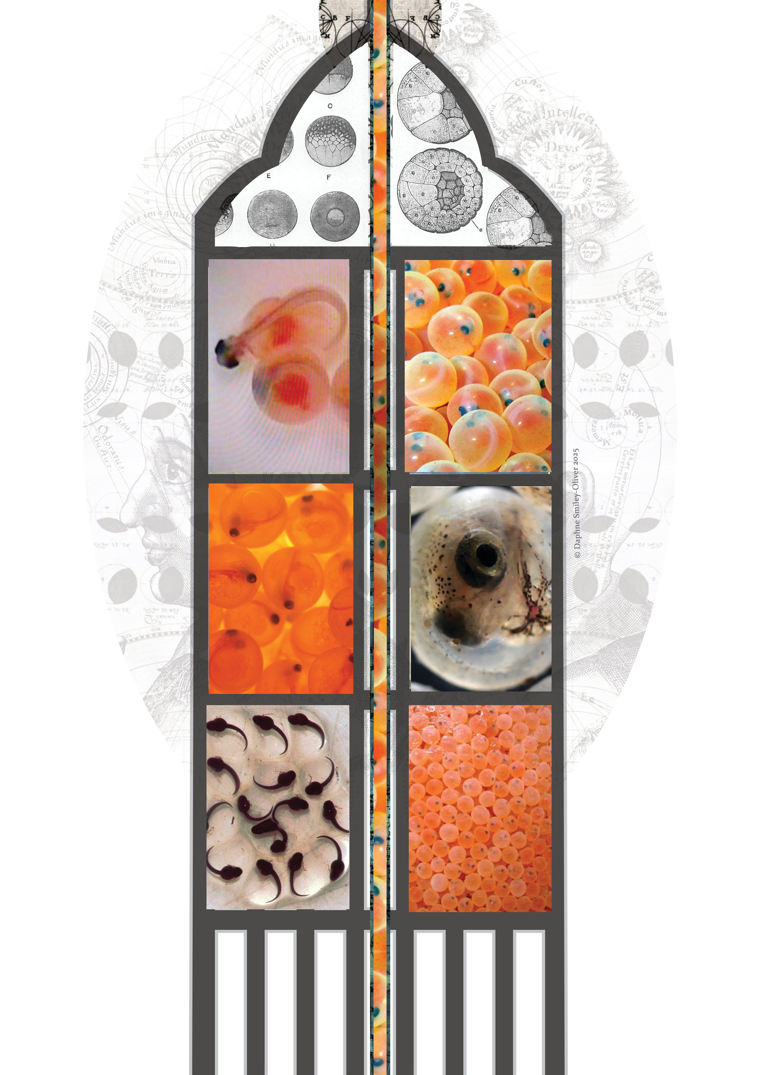 eggs research 2 website.jpg